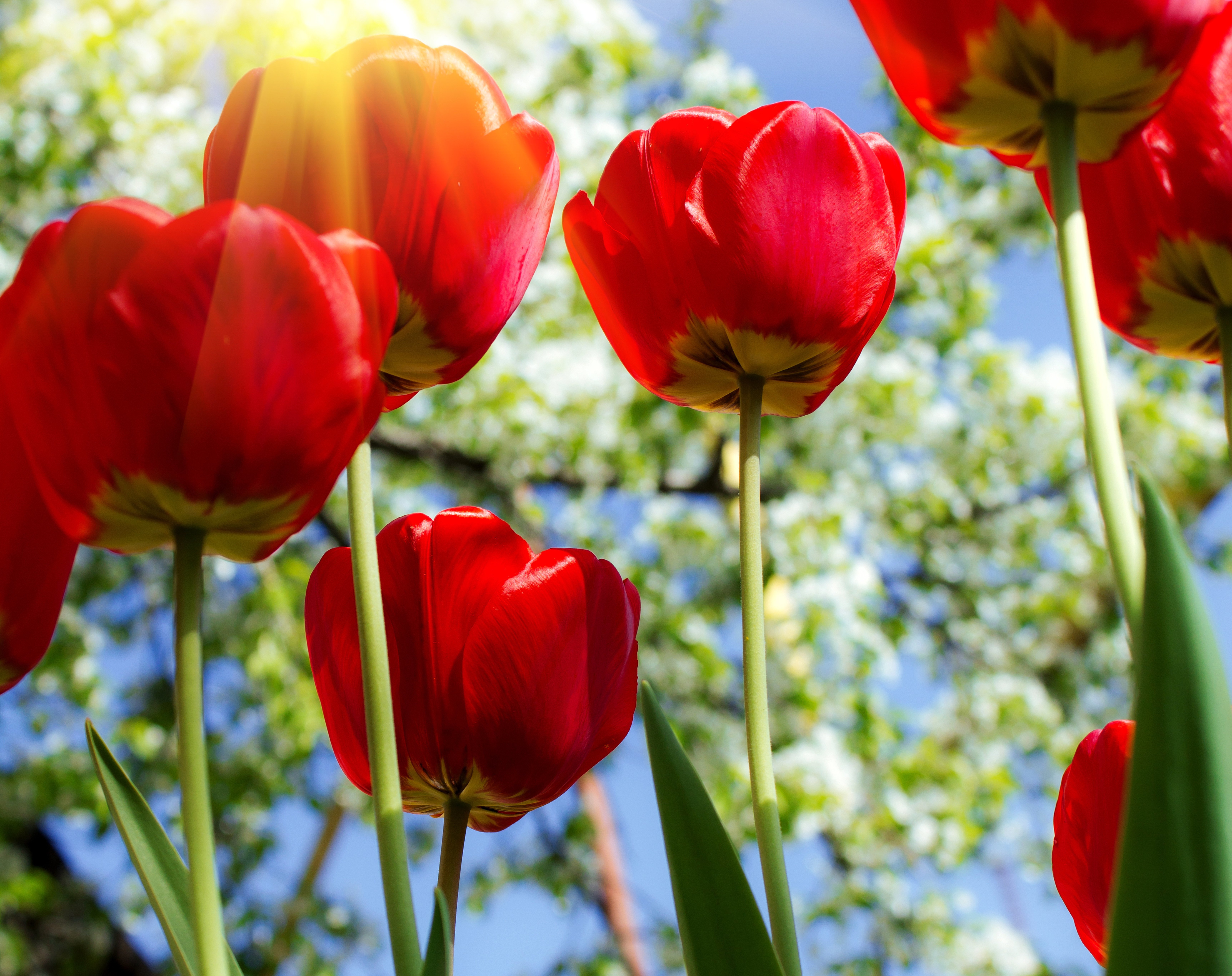 красные тюльпаны цветущие деревья солнце загрузить