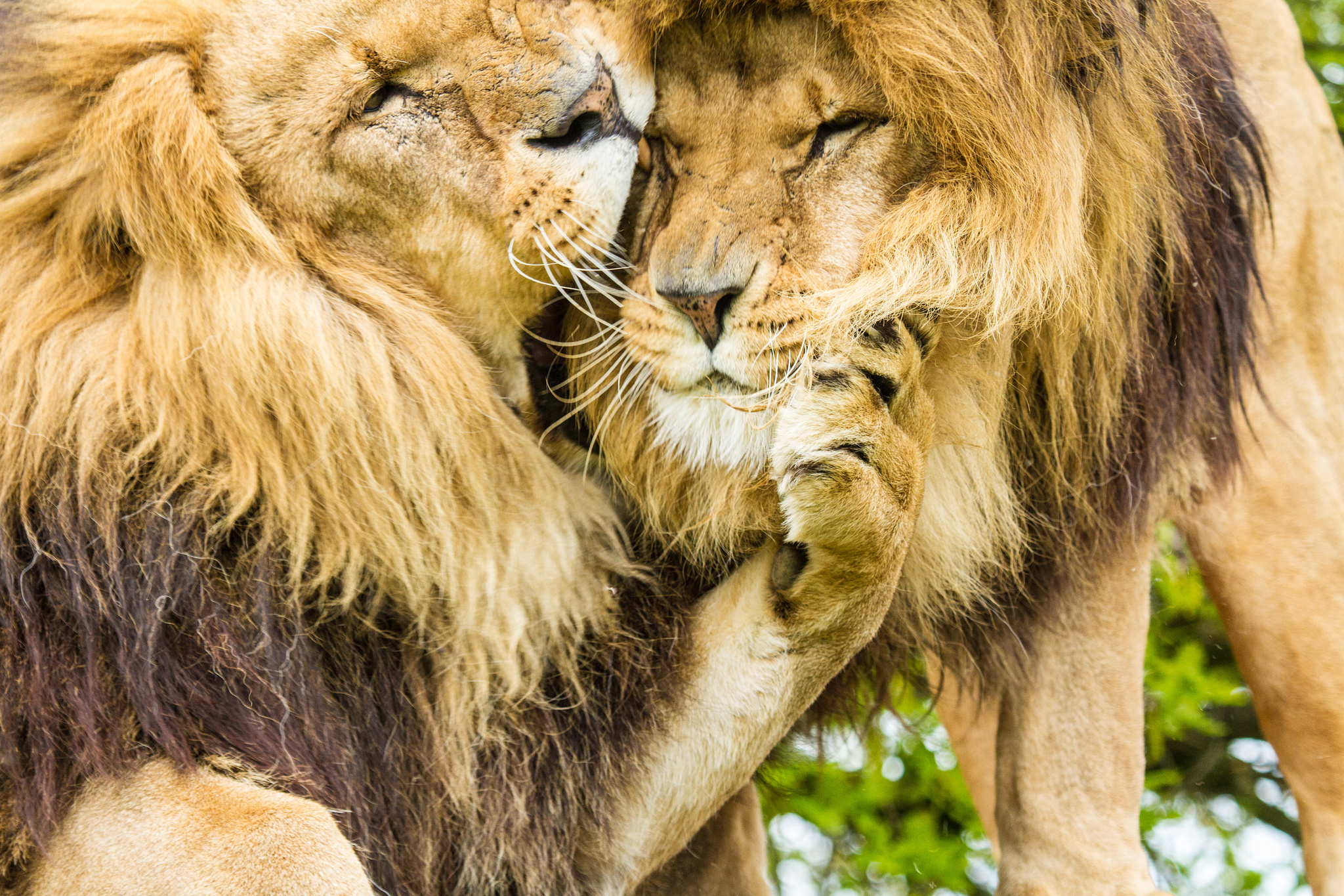 Любовь, львы загрузить