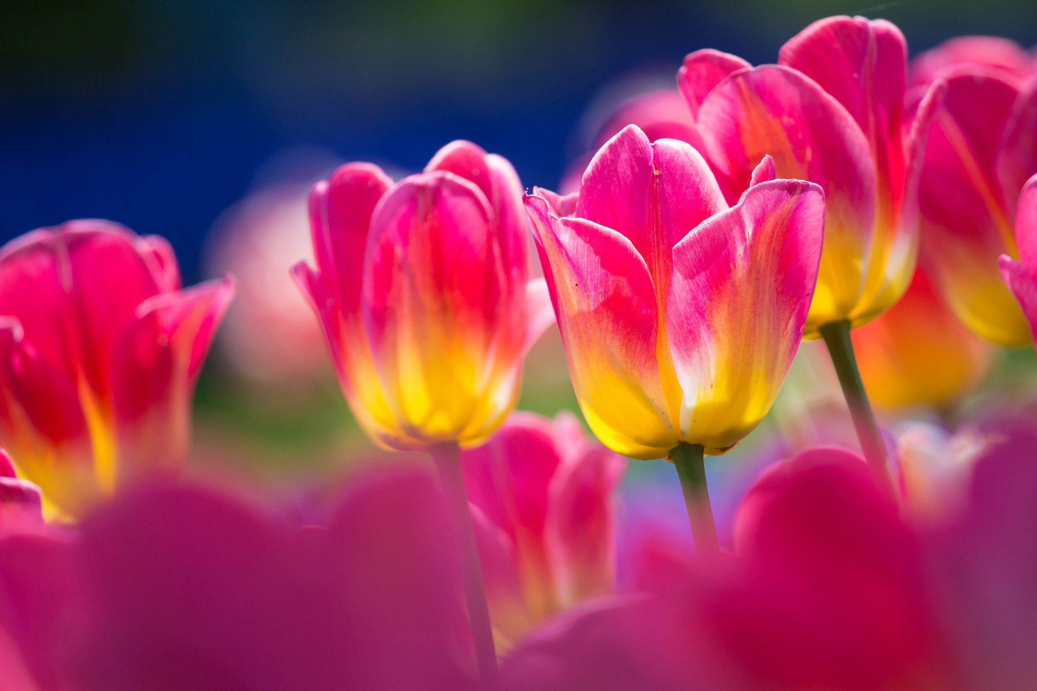 природа цветы тюльпаны крупный план загрузить