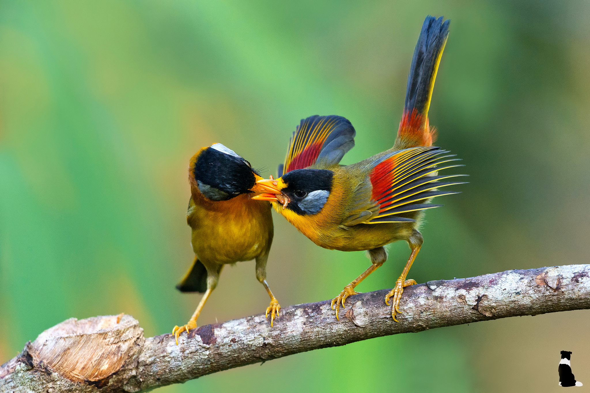 природа животные птица nature animals bird скачать