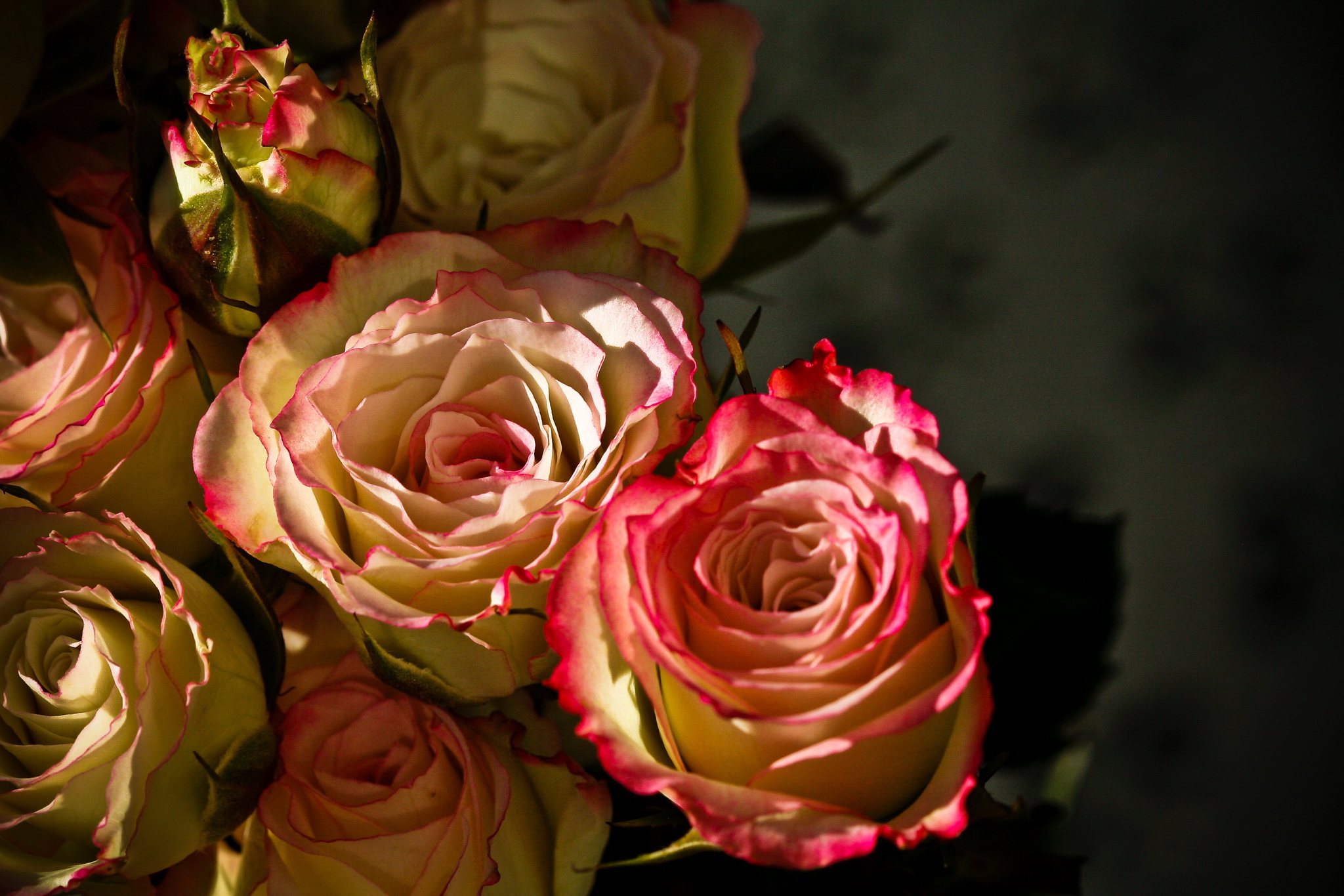 Фотография роза Цветы вблизи Розы цветок Крупным планом