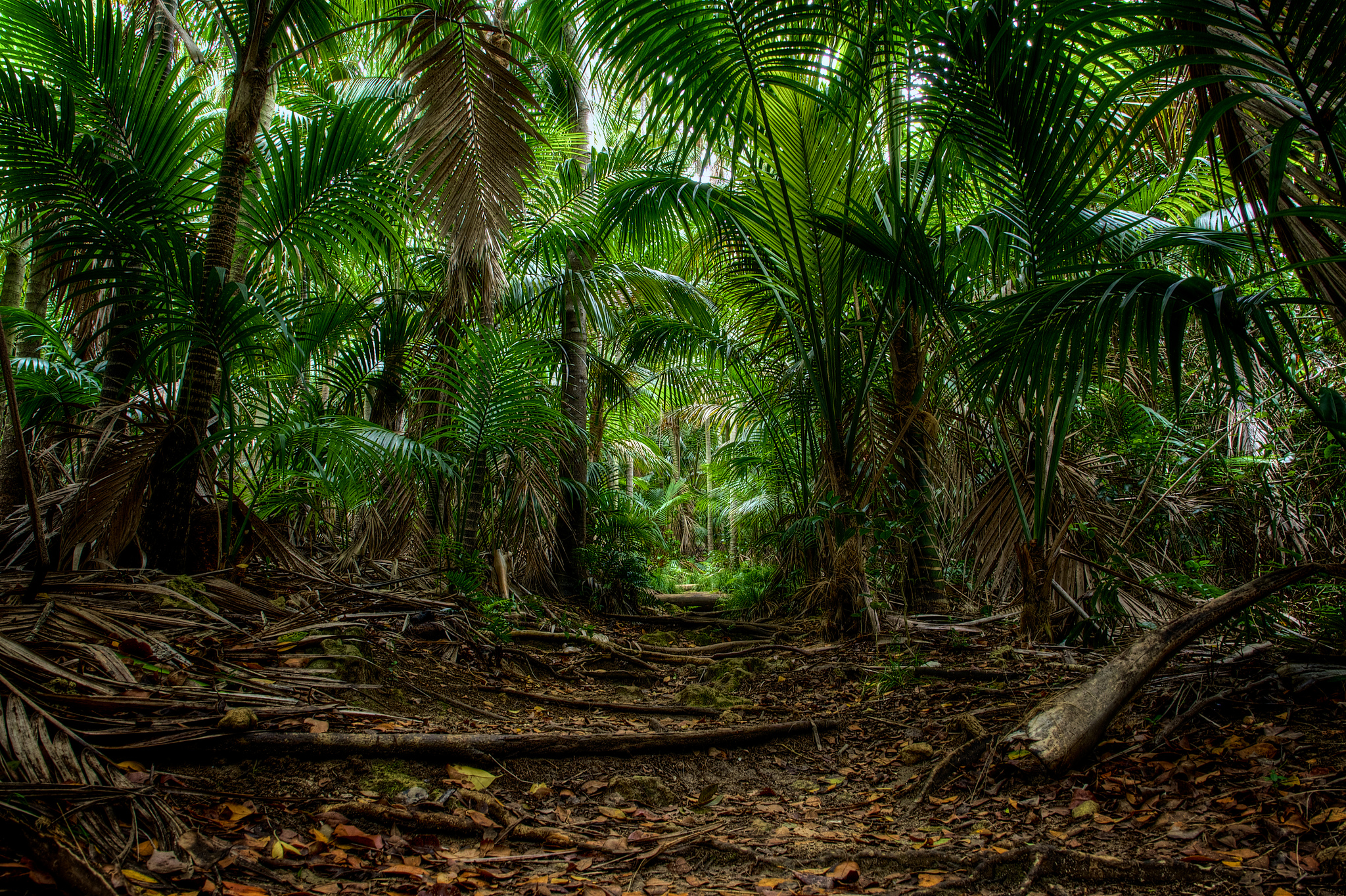 Jungle download. Австралия экваториальный лес пальмы. Южная Америка Сельва лианы. Амазонские джунгли тропический водопад. Лиановидные папоротники.