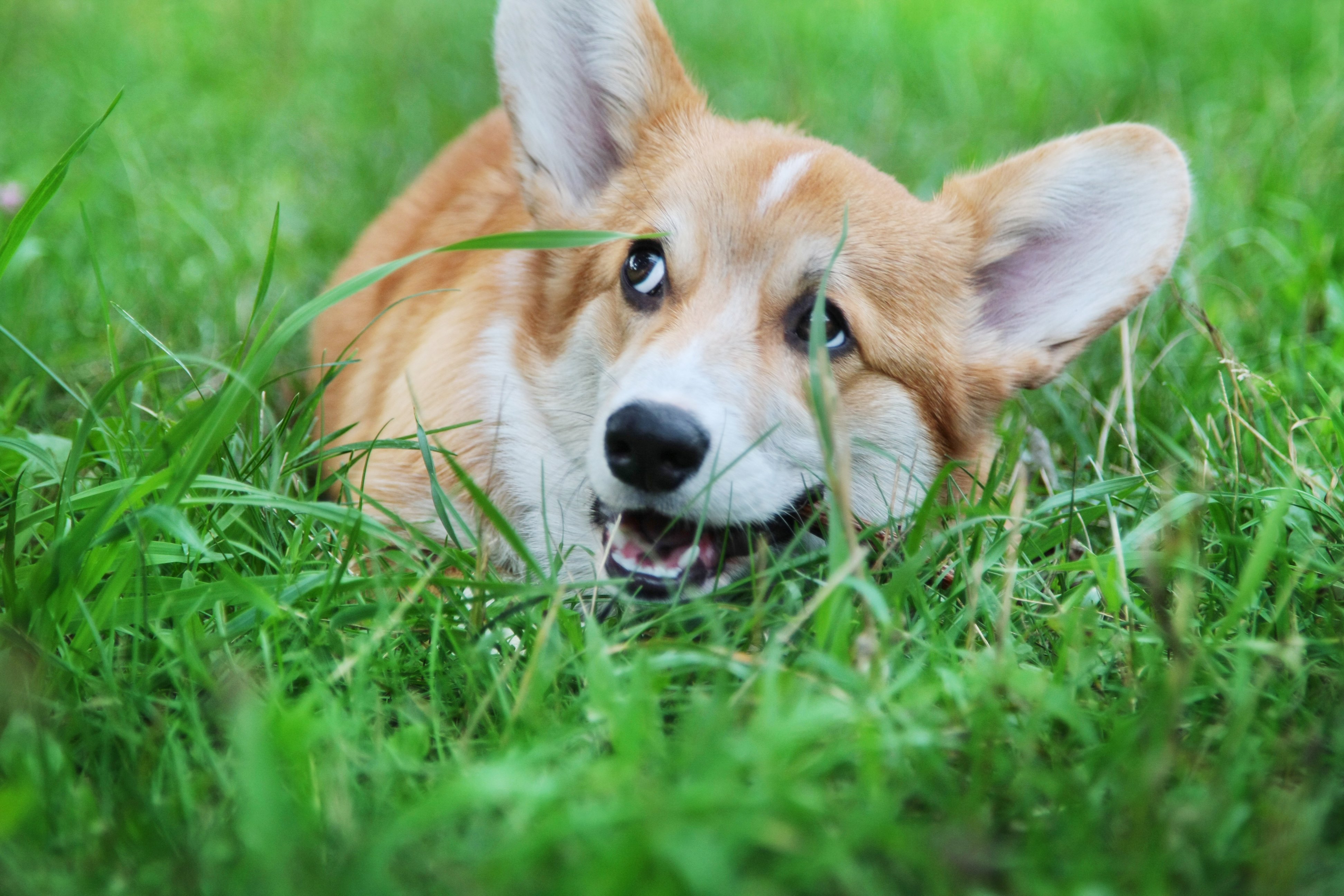 Собака взгляд трава загрузить