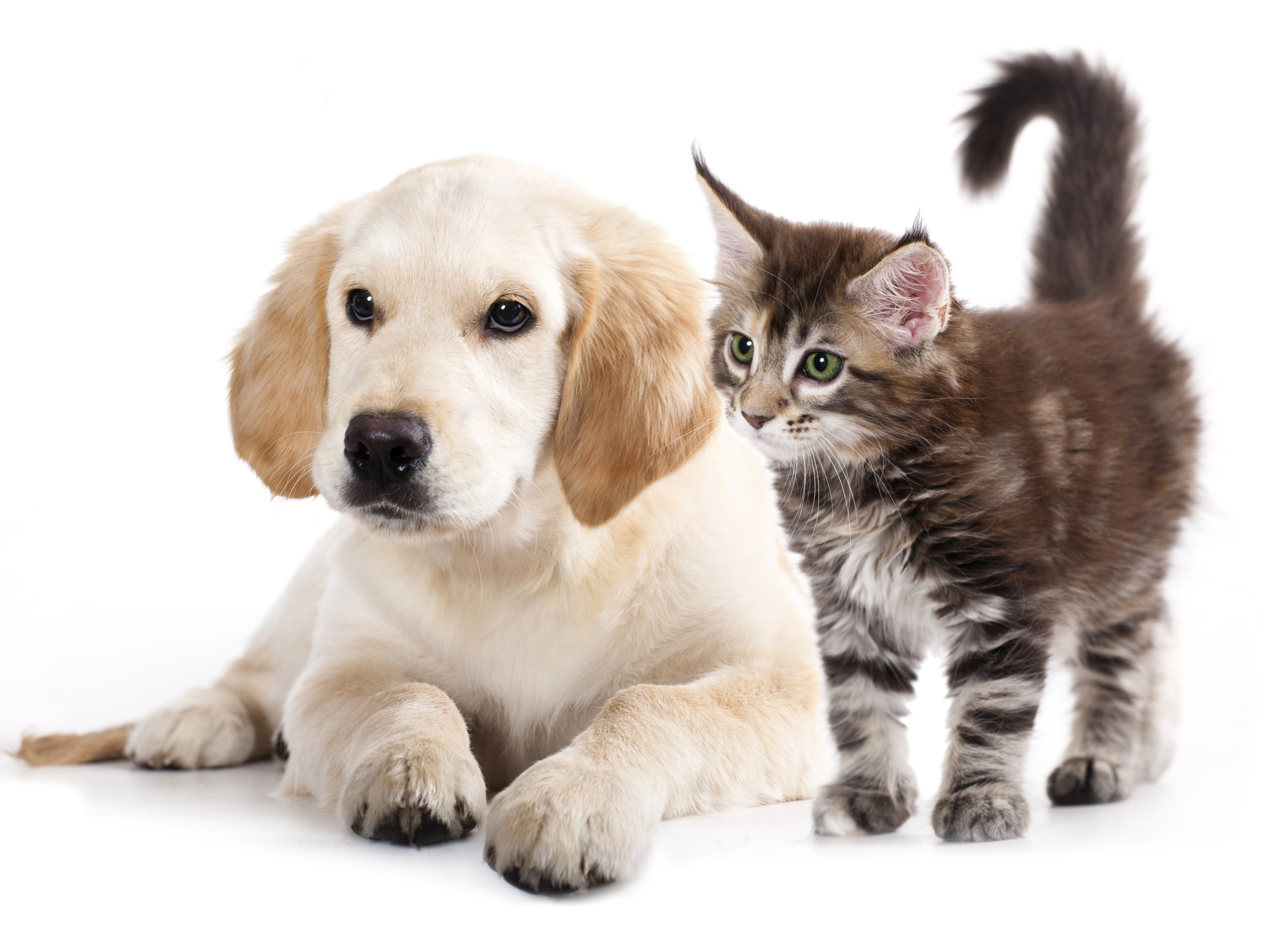 Породы животных кошек и собак. Собачки и кошечки. Домашние животные кошки и собаки. Щенок и котенок. Домашние питомцы на белом фоне.