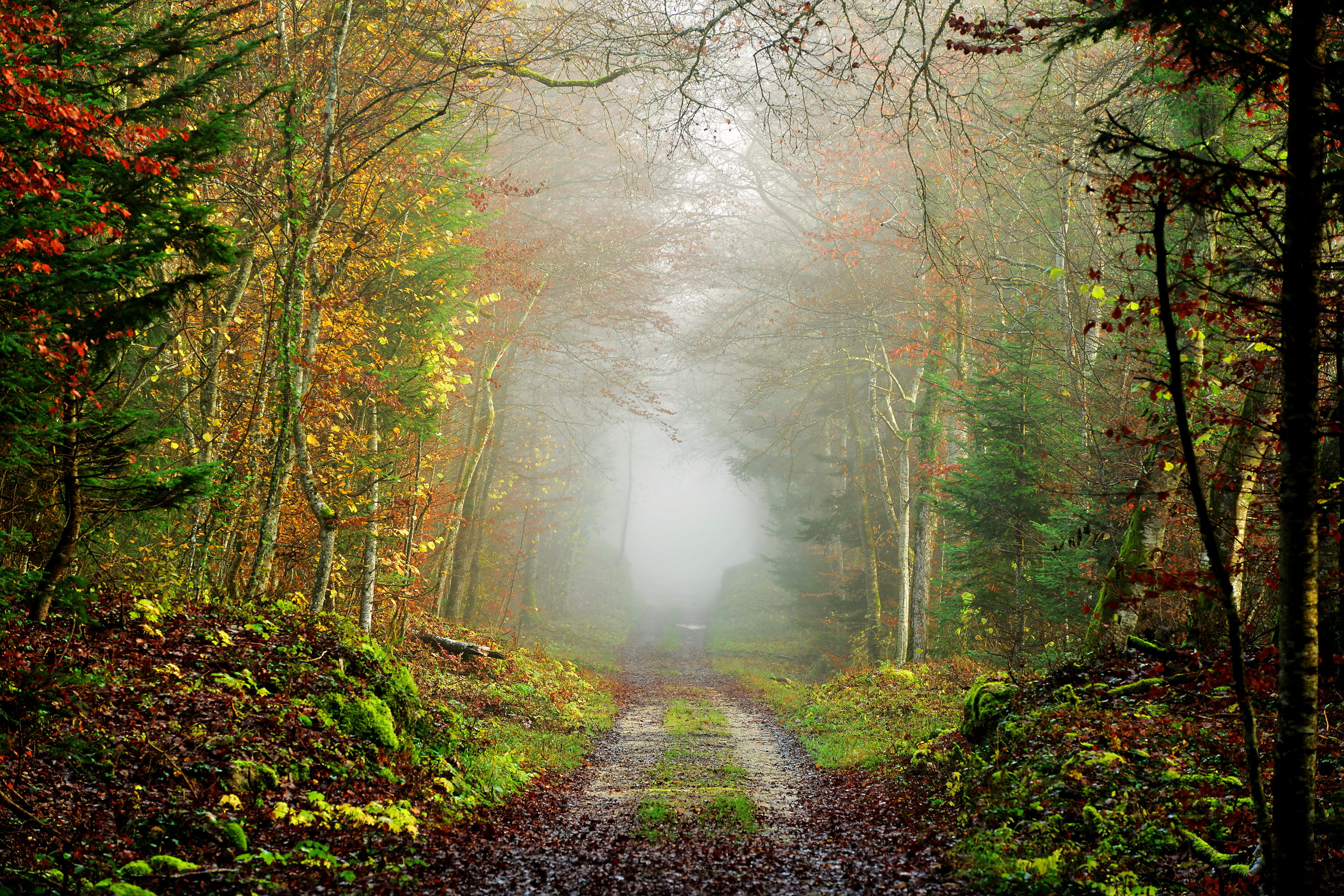 Фото Туман осенние Природа лес Дороги 3000x2000 тумане тумана Осень Леса