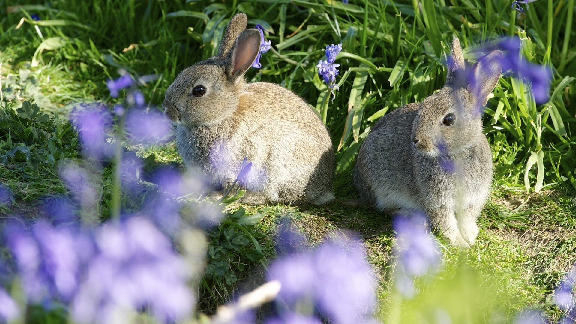 природа животные ккартинки зайцы цветы бесплатно