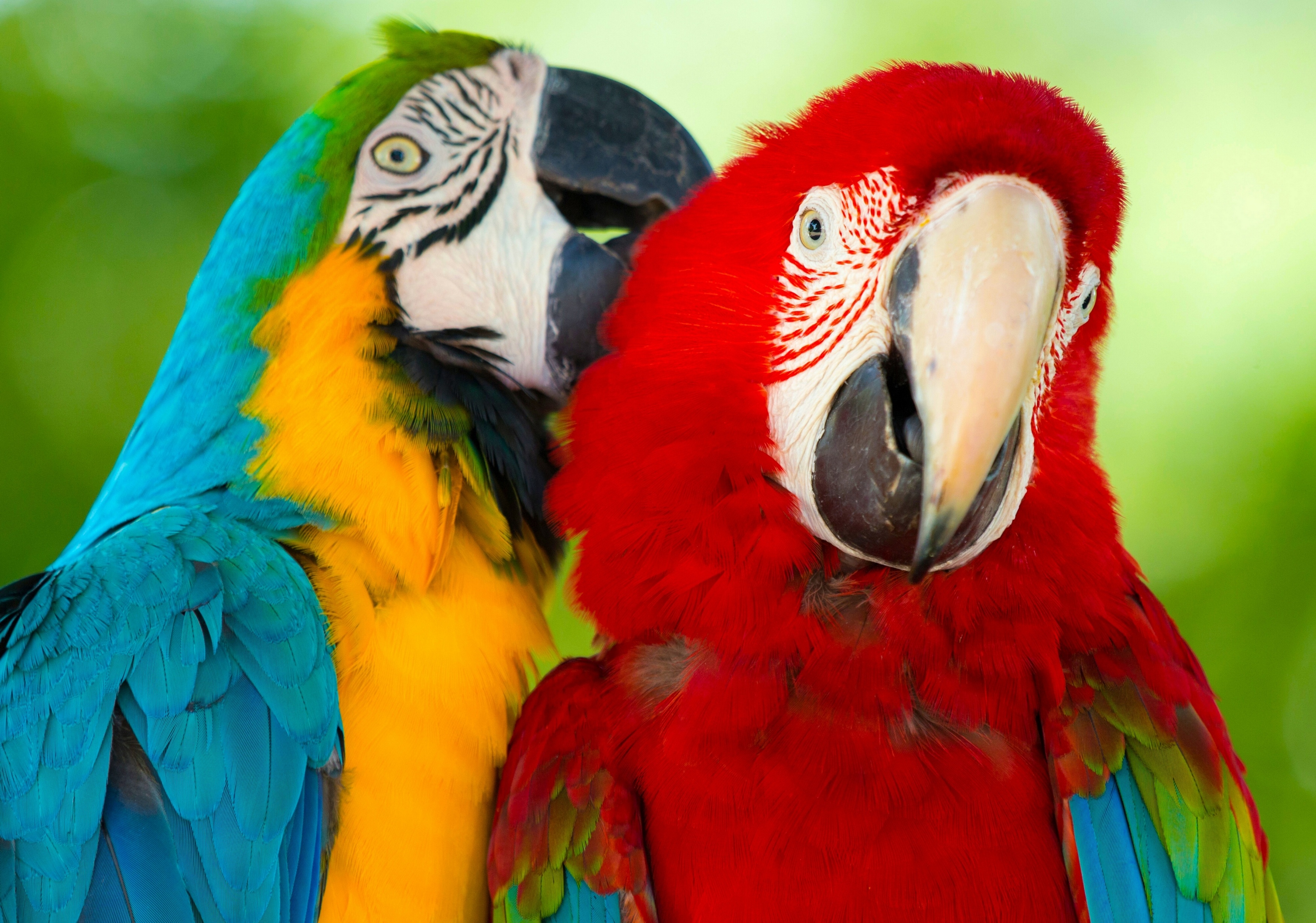 природа птицы животные попугаи Синий желтый ара загрузить