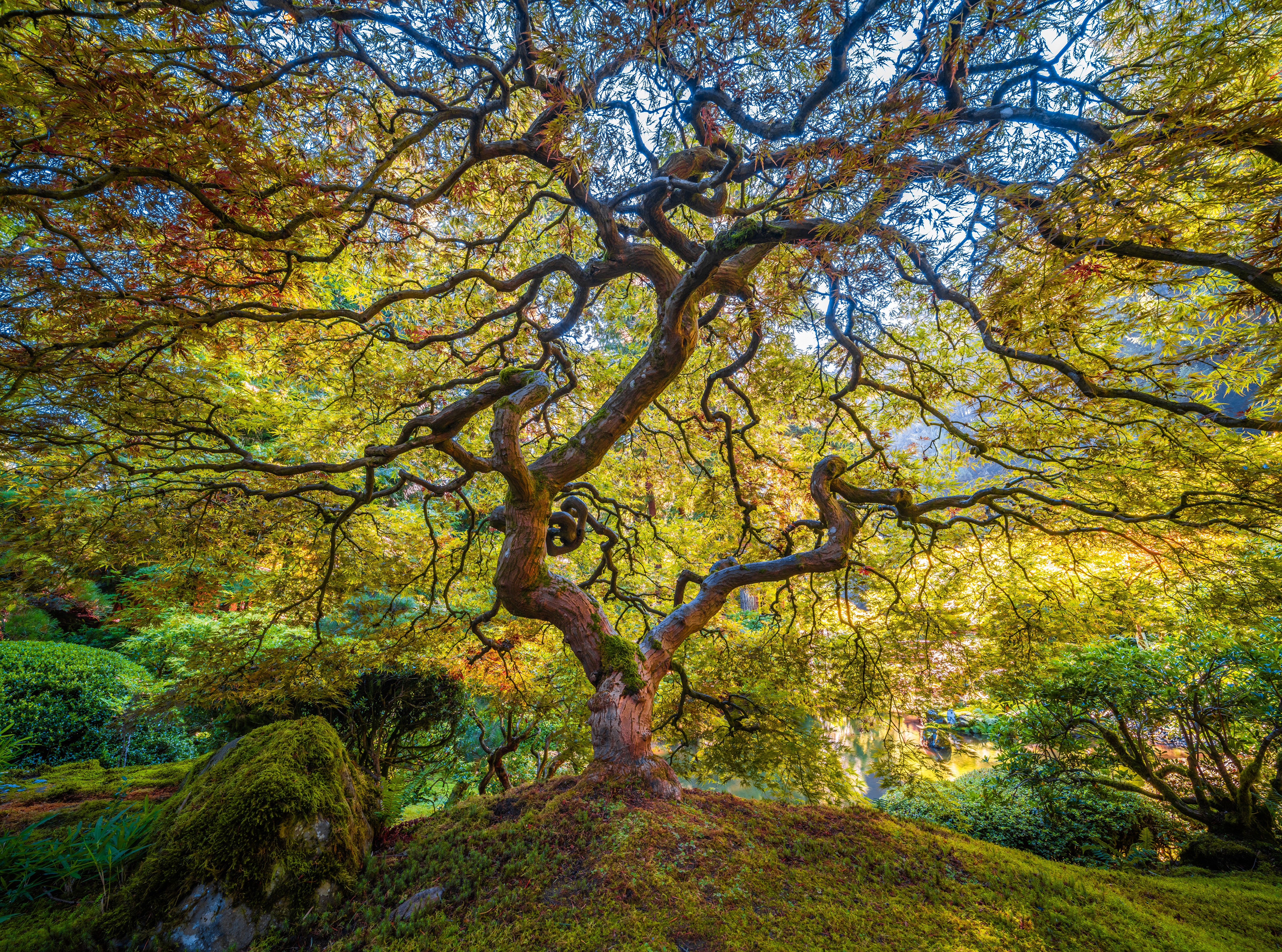 Картинка США Portland Japanese Garden Природа Сады Парки Ветки Деревья 5120x3803 штаты америка парк ветвь ветка на ветке дерево дерева деревьев