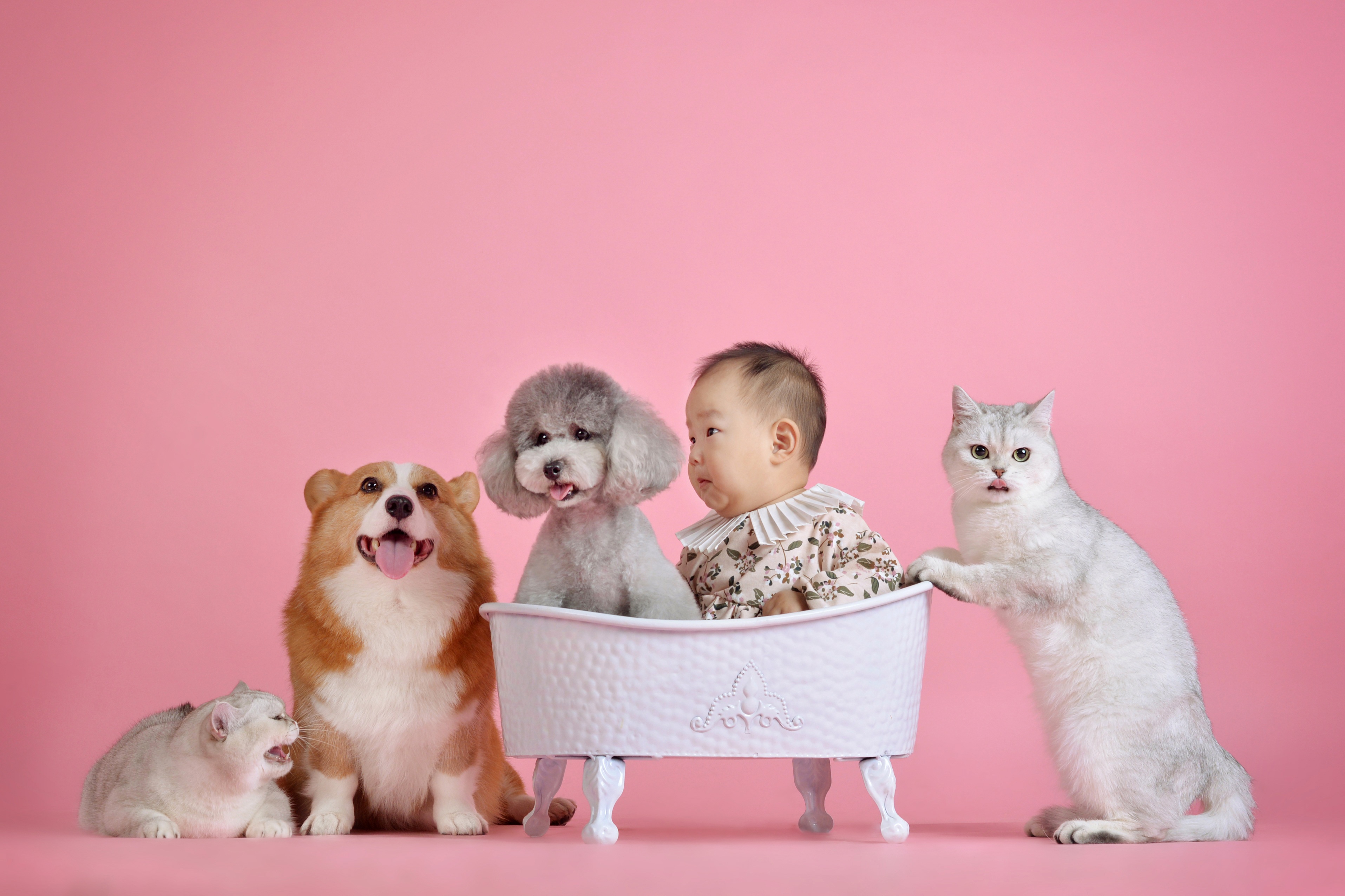 Фотография пудели грудной ребёнок Кошки Собаки Розовый фон ребёнок Азиаты Вельш-корги пуделя Пудель Младенцы младенец младенца кот коты кошка собака Дети азиатки азиатка