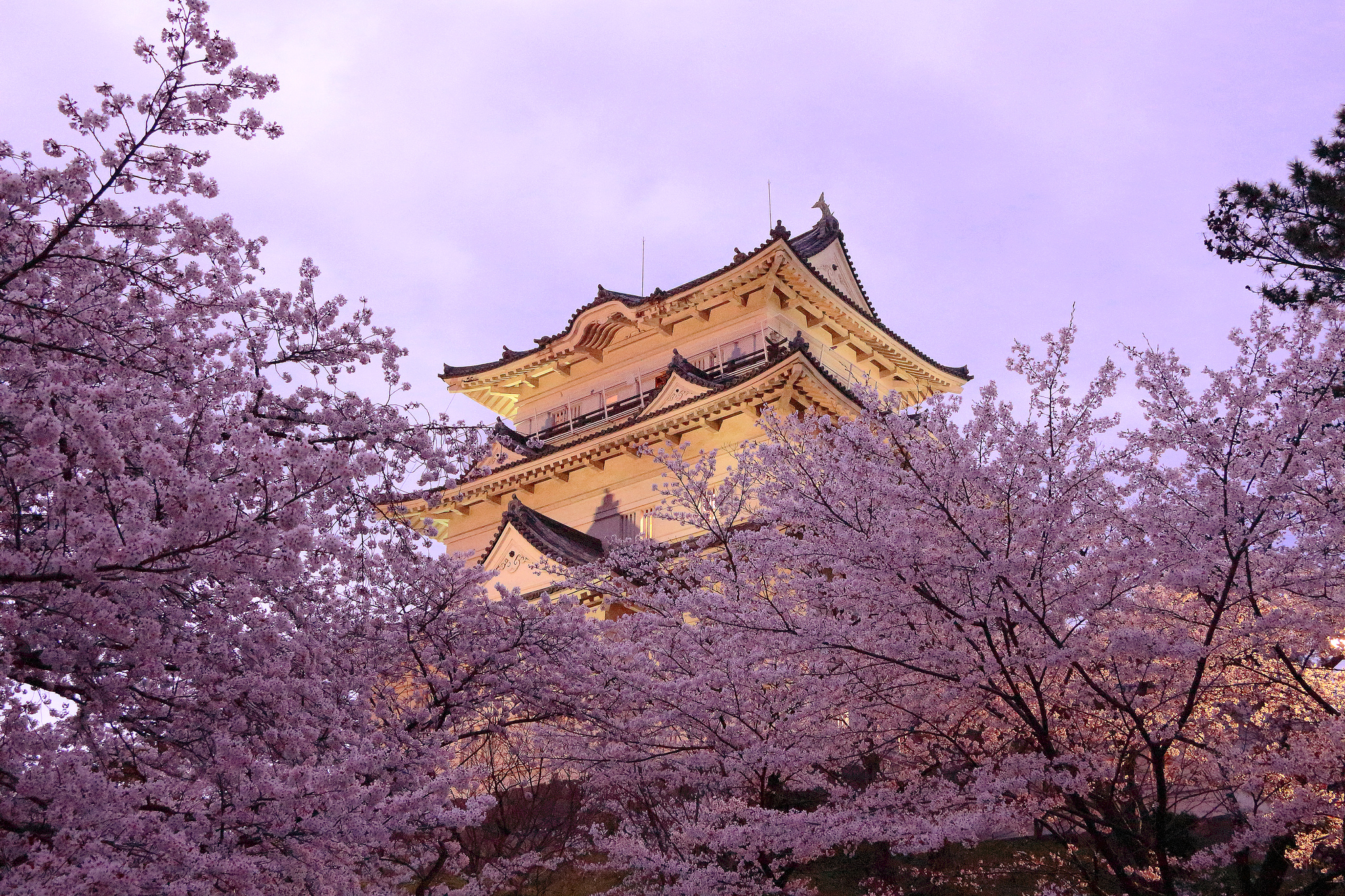 Замок Осака Япония сакура без смс