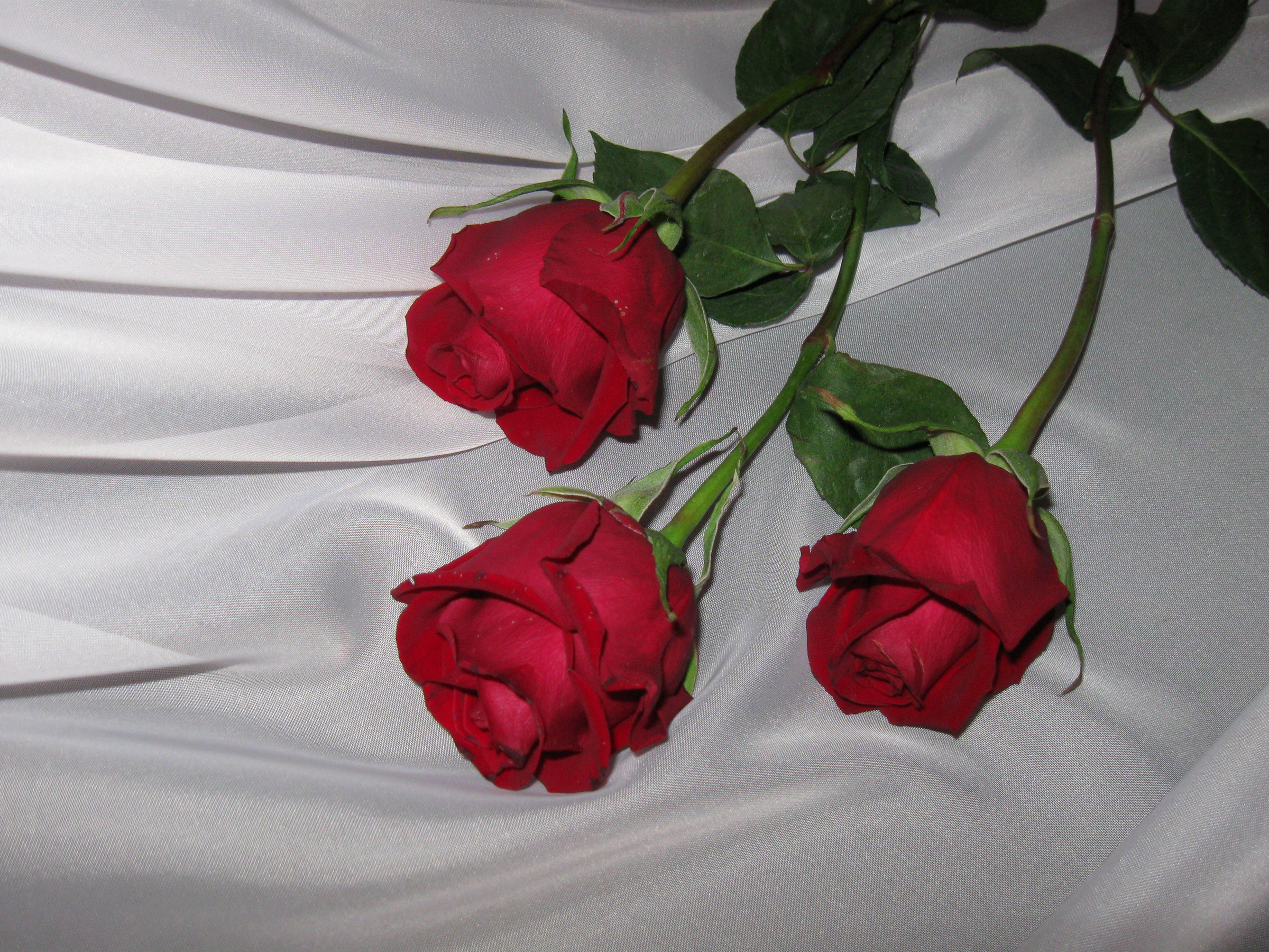 Сделать 2 фото розы. Красные розы. Три розы. Розы 3 штуки. Букет роз.