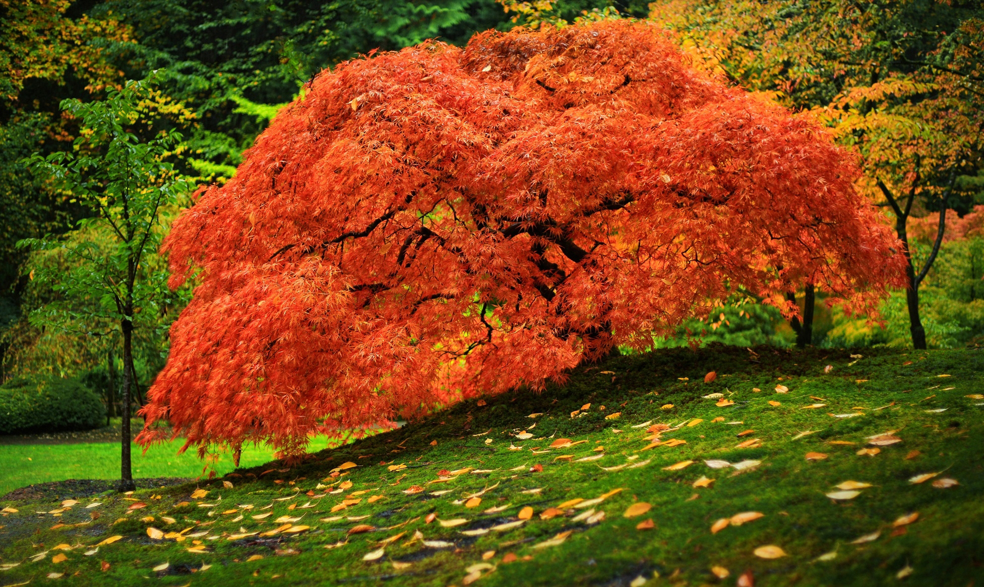 Природа осень листья деревья загрузить