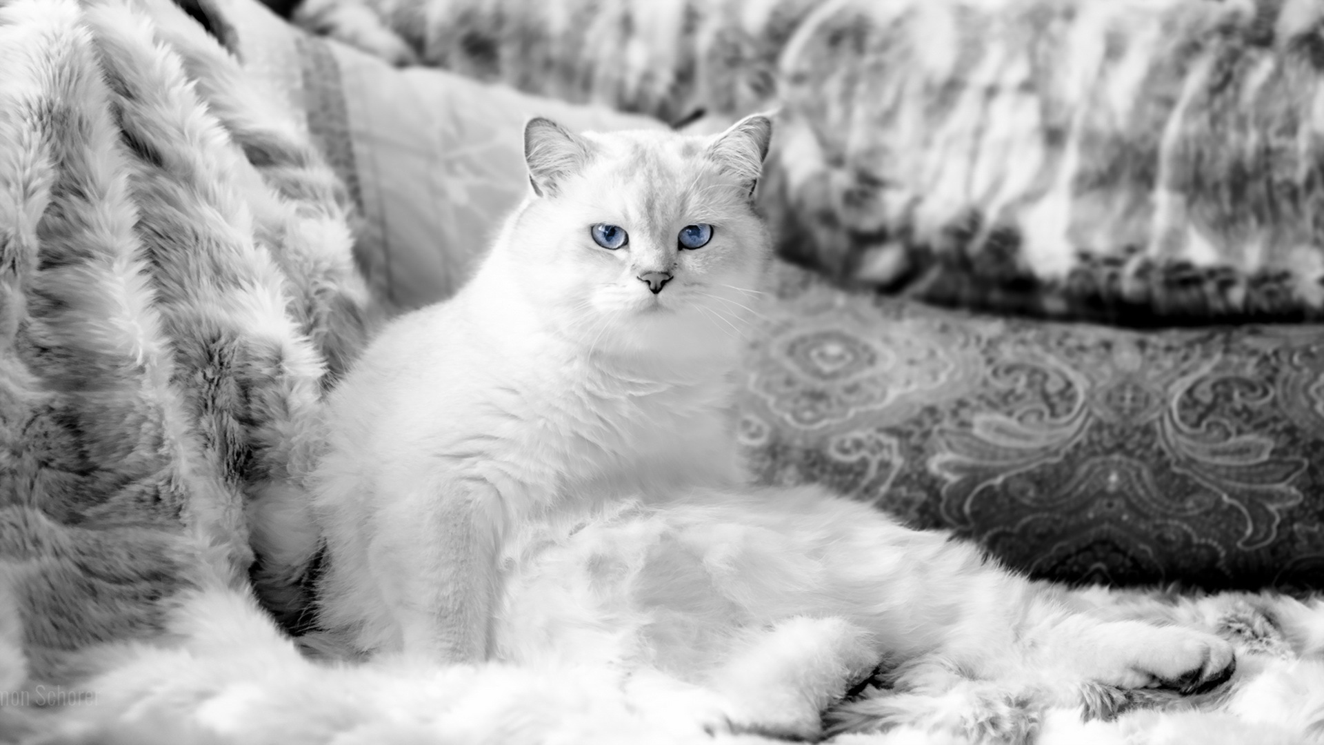 Картинки кот Белый смотрит животное 1920x1080 коты кошка Кошки белая белые белых Взгляд смотрят Животные