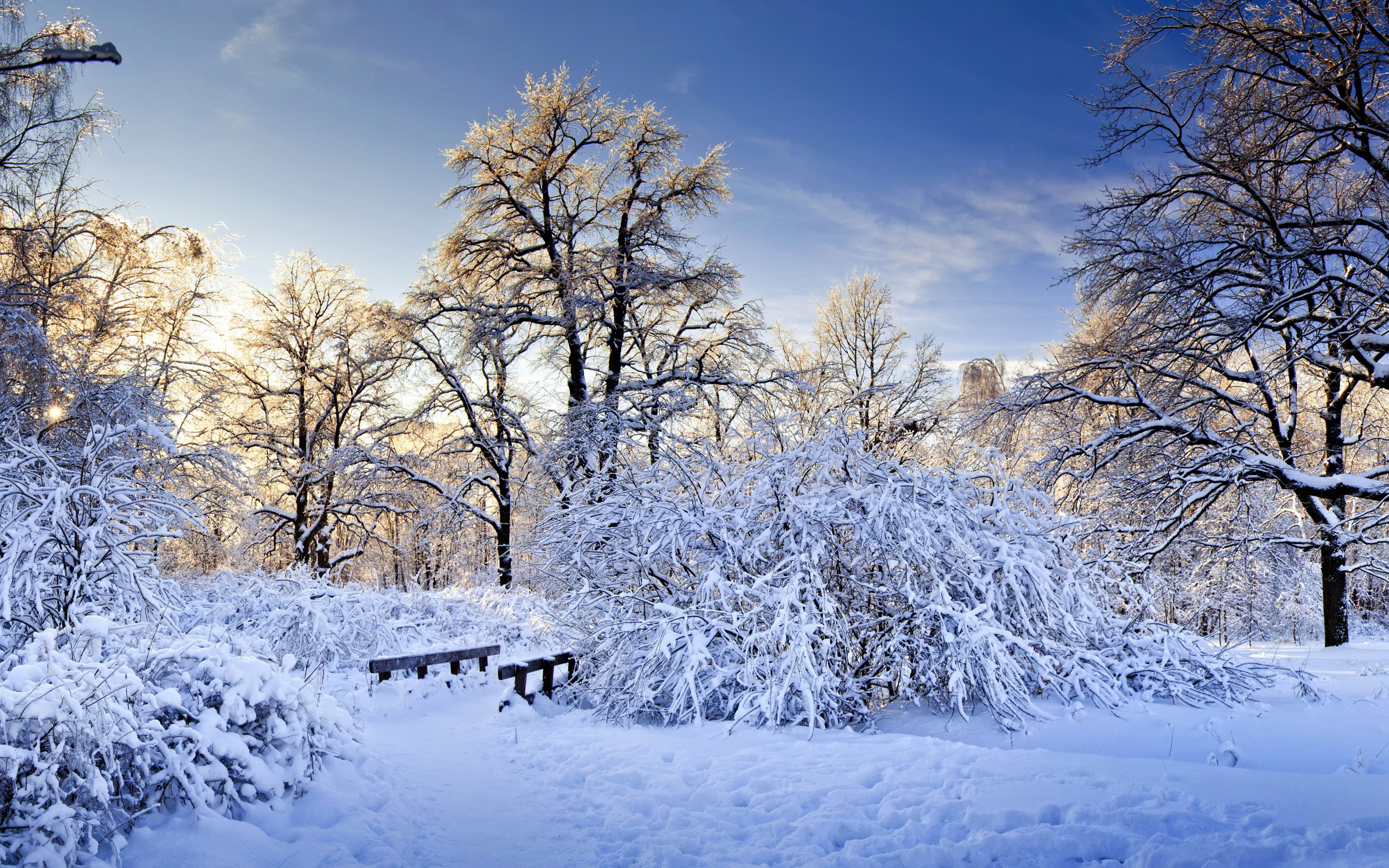 природа снег зима деревья nature snow winter trees без смс