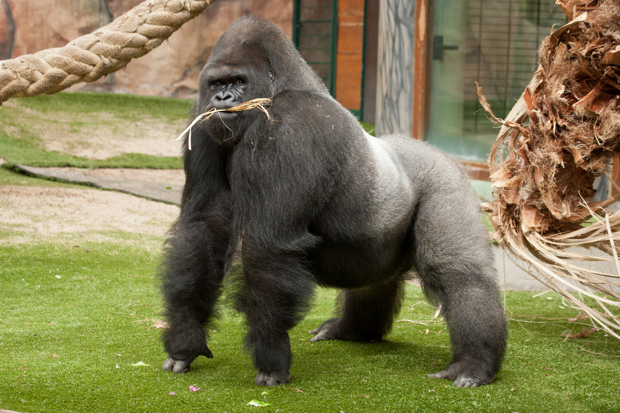 Какое животное самое толстое. Горилла. Сильвербэк горилла. Горилла, самец. Обезьяна горилла.
