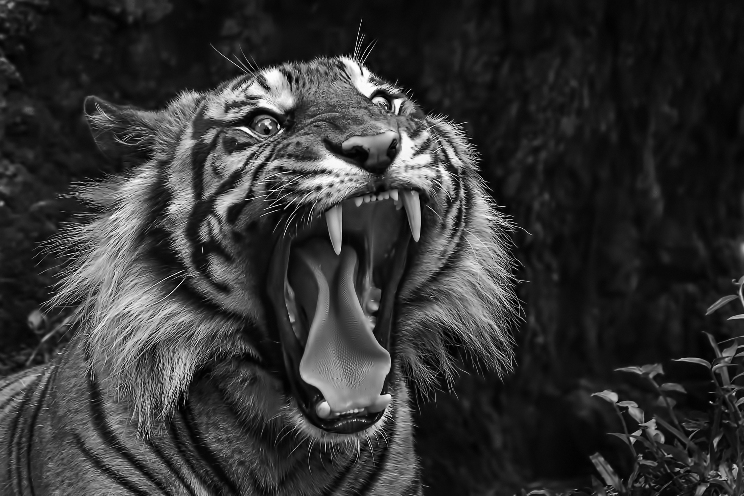 Заставки оскал. Тайгер тигр. Тигр оскал. Тигр рычит. Тигриный оскал.