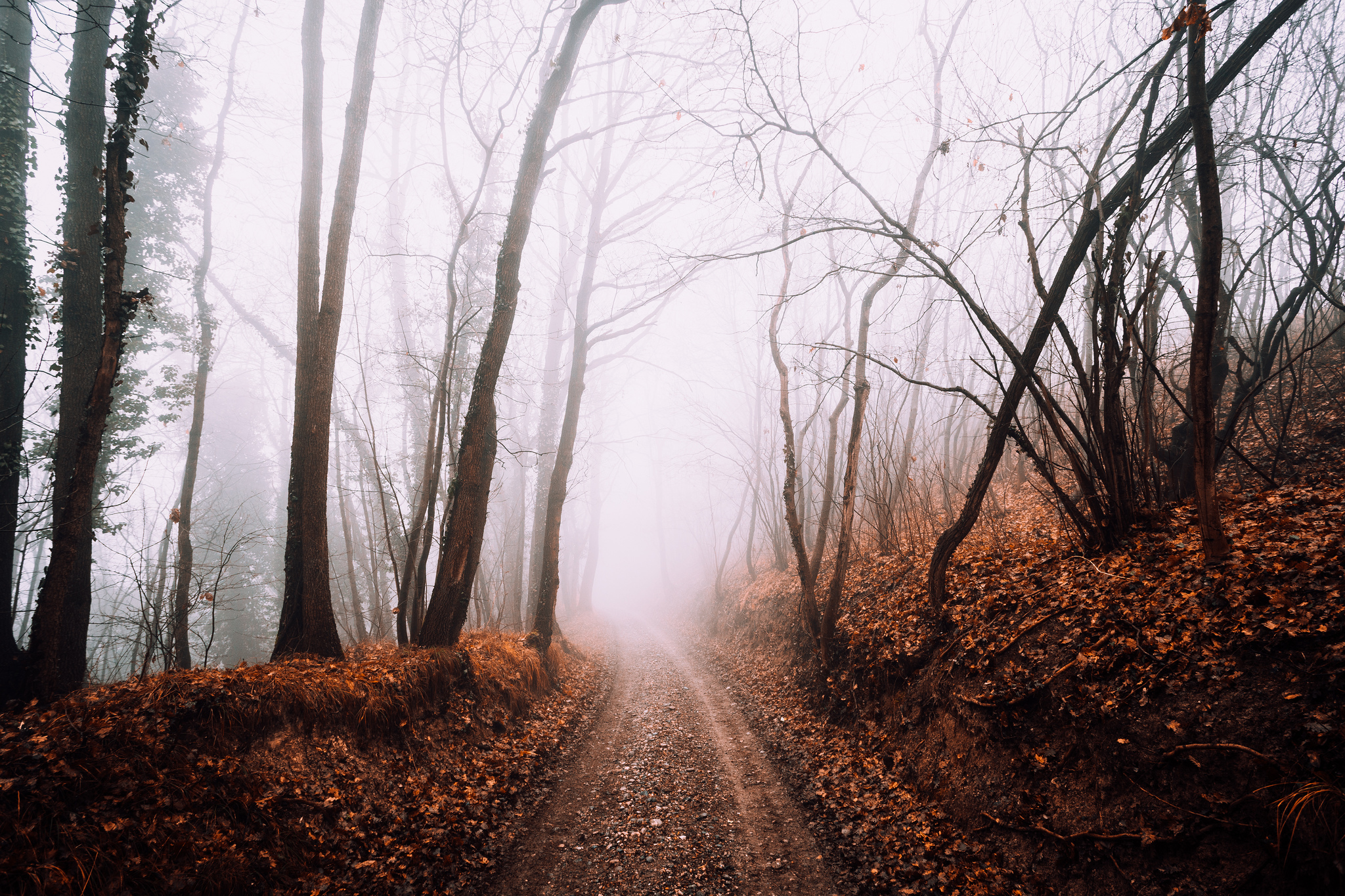 Дорога в лесу засыпанная листьями без смс