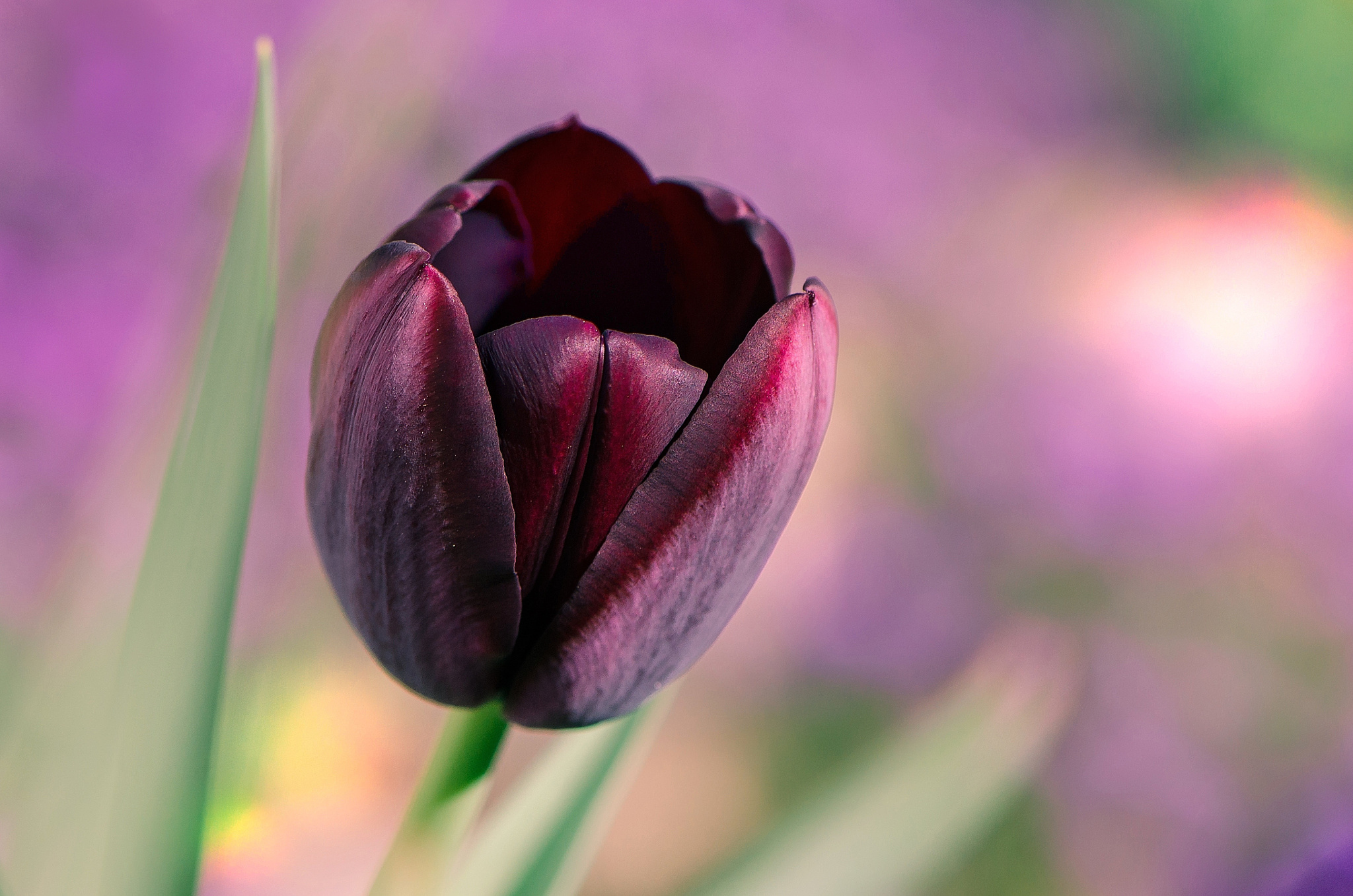 природа цветы тюльпан черный загрузить