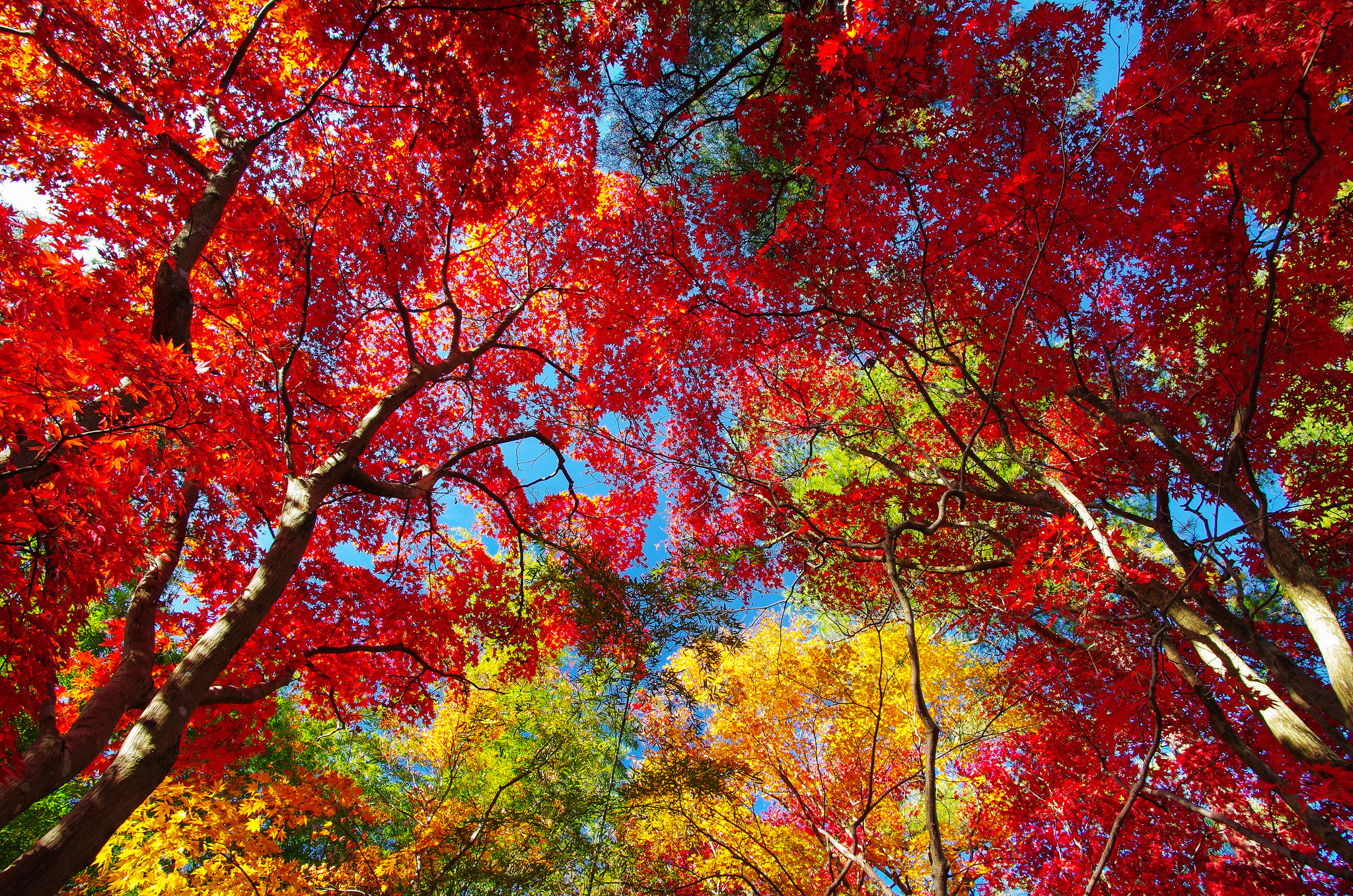 кроны осень деревья лес crown autumn trees forest загрузить