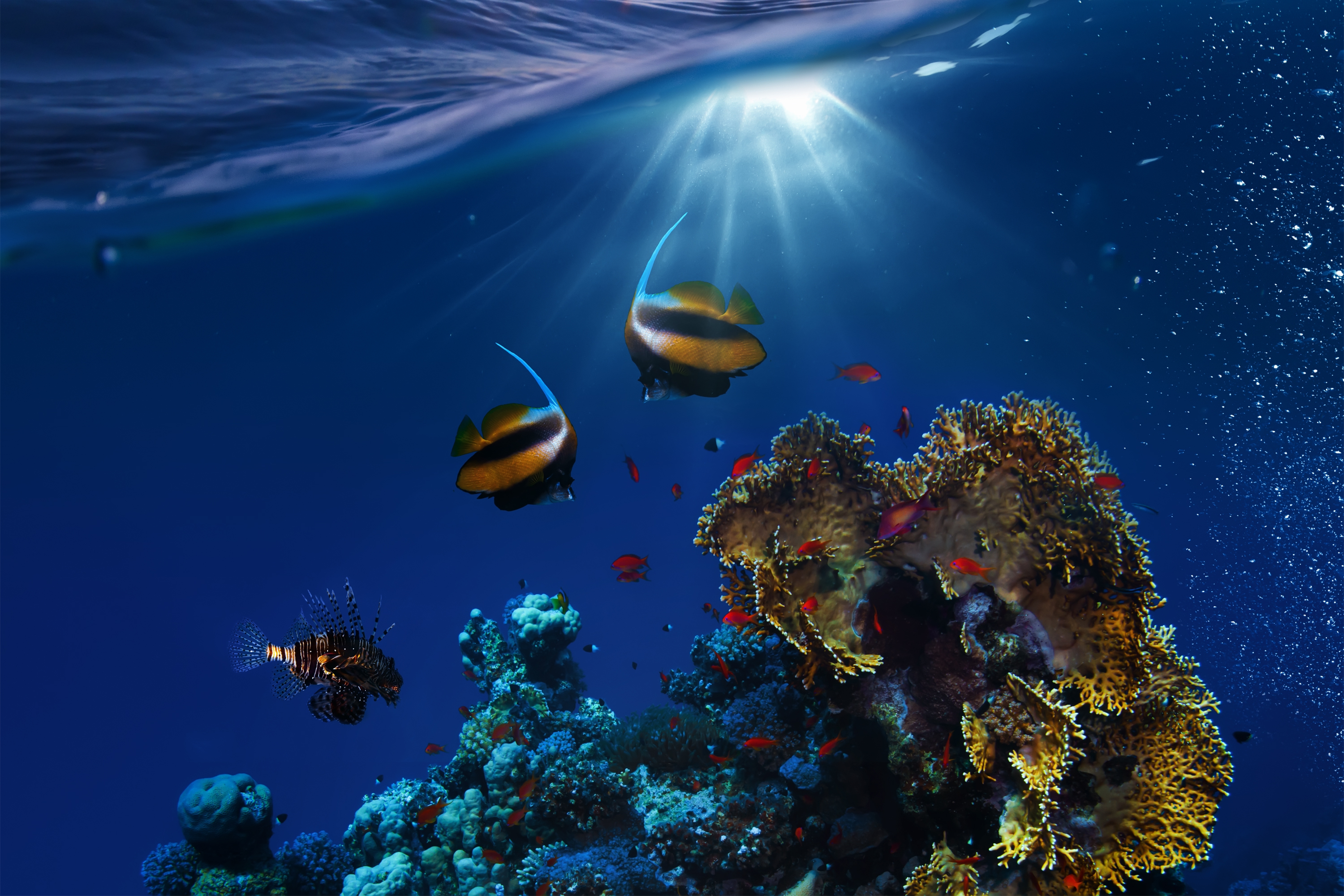 Видео океана лучшее. Подводный мир. Мир океана. Подводные пейзажи. Морское дно.