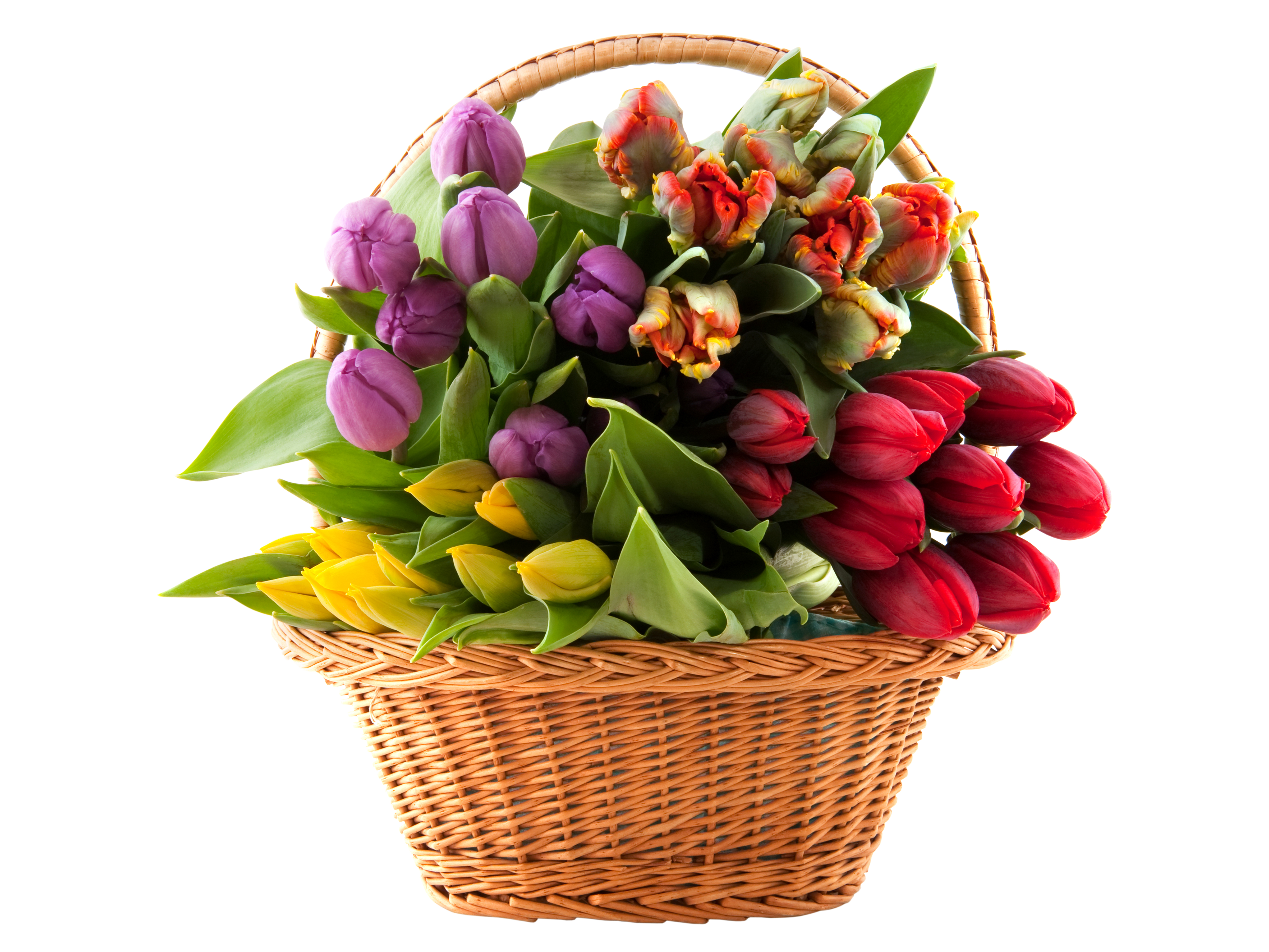 Сколько дарят цветов тюльпанов. Корзина с тюльпанами. Корзина с цветами. Корзинка с весенними цветами. Букет цветов в корзине.
