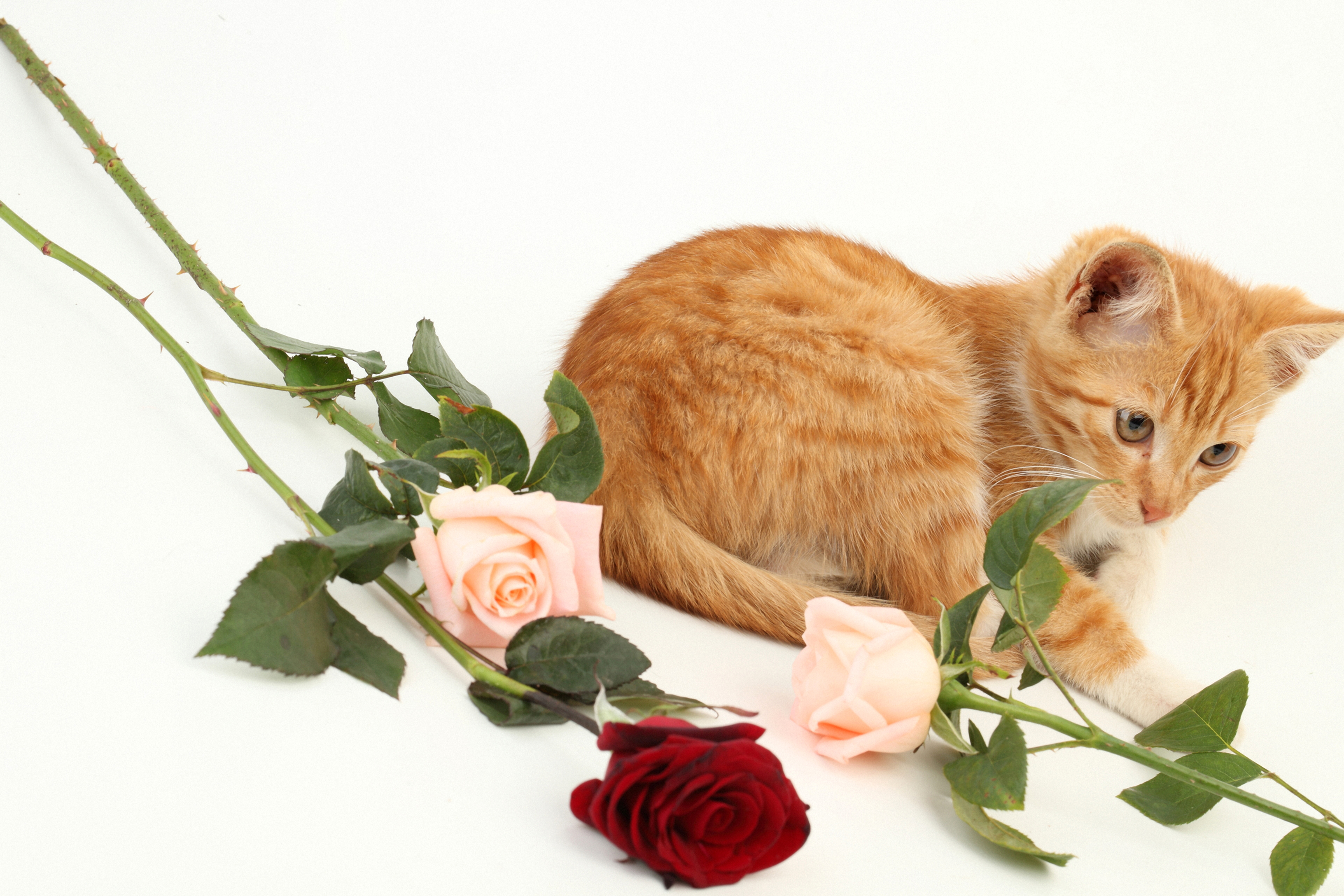 Открытка кот с цветами. Котик с розой. Кошки с розами. Котёнок с цветком. Котенок с розочкой.