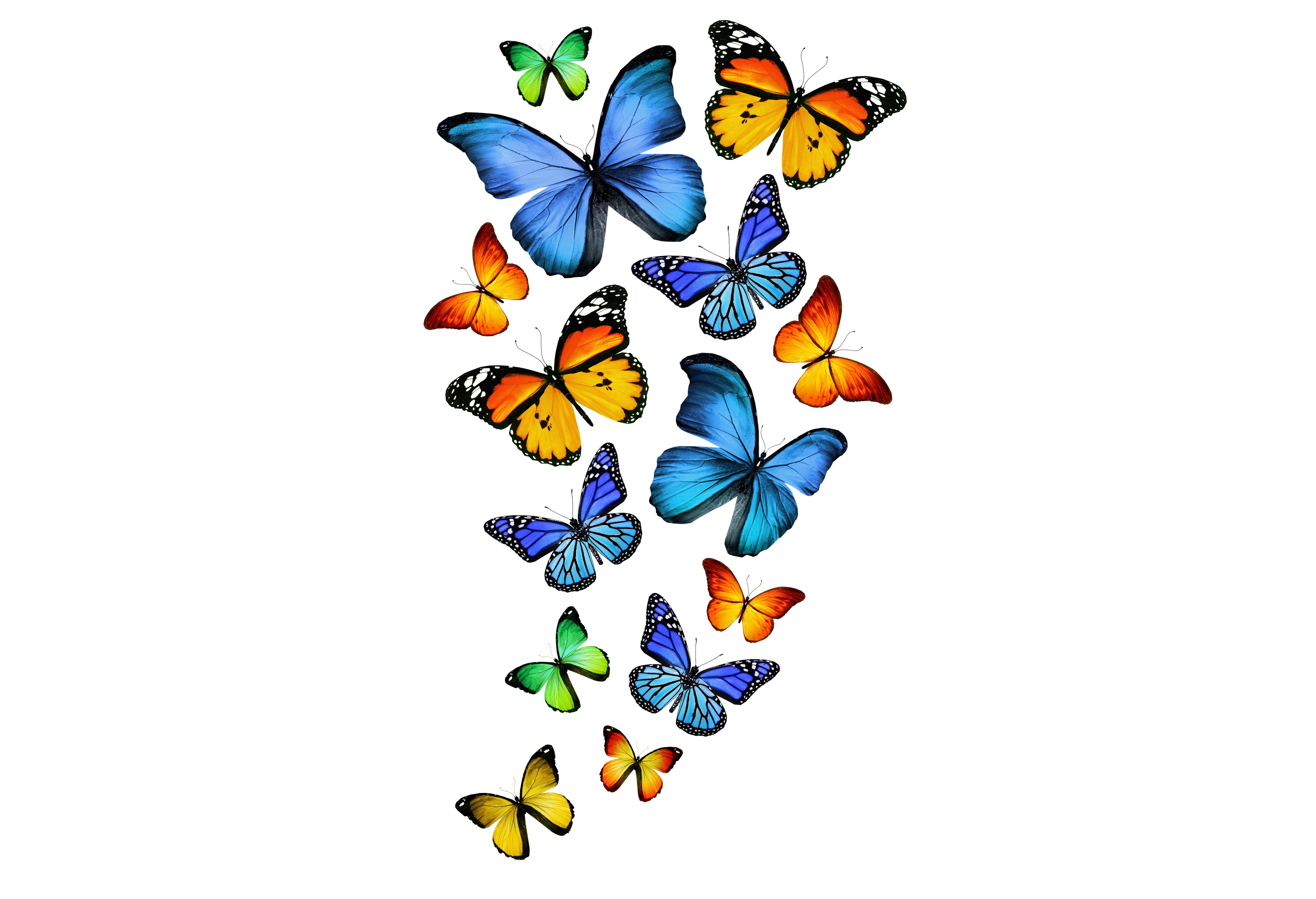 Бабочки летают вокруг. Разноцветные бабочки. Бабочкарий на прозрачном фоне. ФО О бабочки прозрачной. Бабочка рисунок.