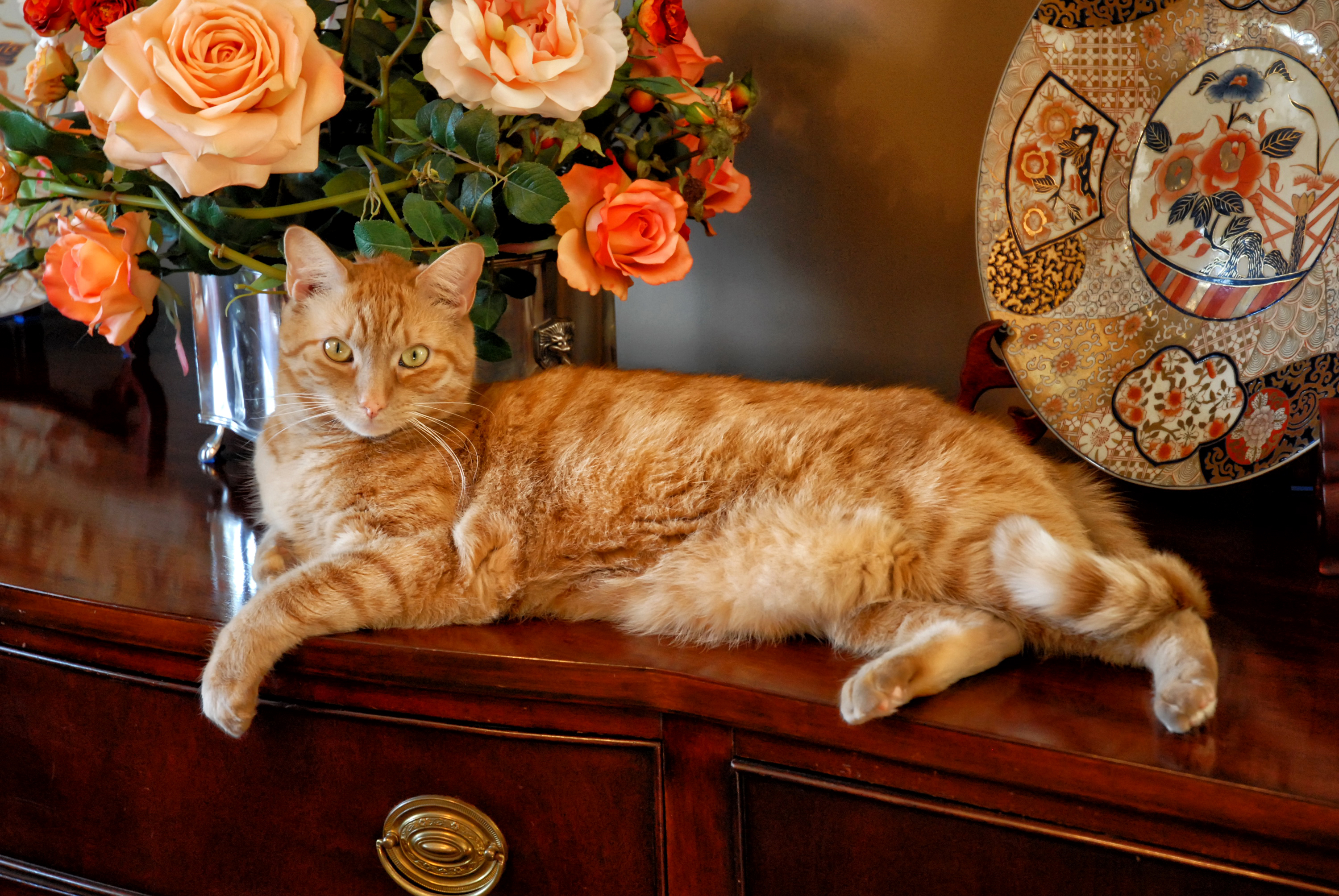 Открытки с рыжими котами. Европейский короткошерстный кот рыжий. Красивый рыжий кот. Красивая рыжая кошка. Роскошная кошка.