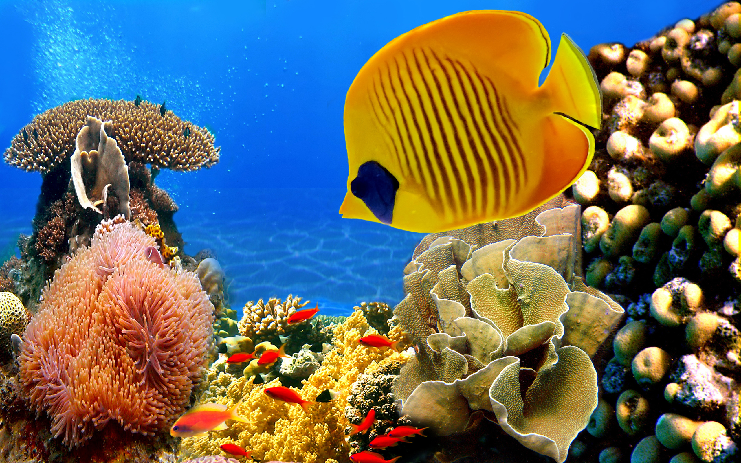 природа рыба море коралловый риф без смс