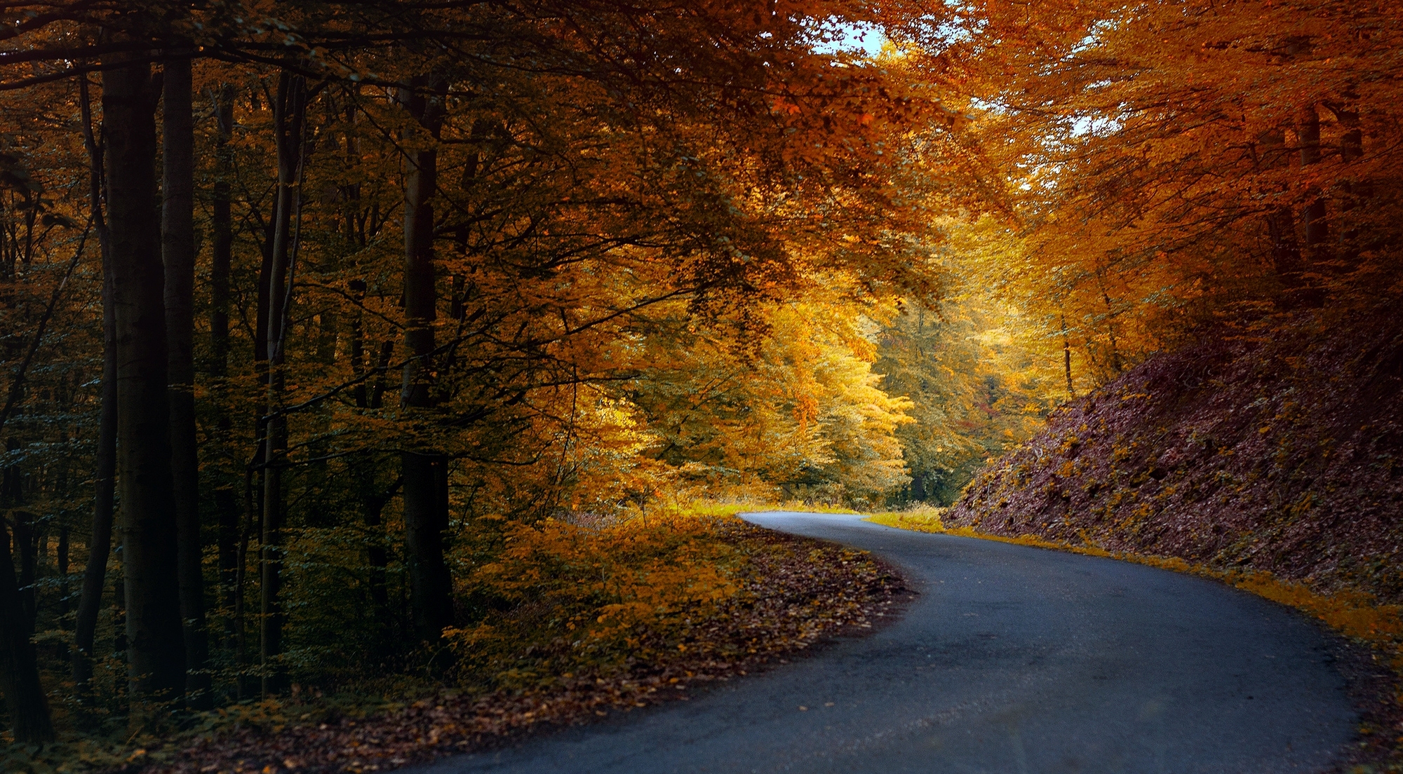автомобиль осень лес дорога скачать