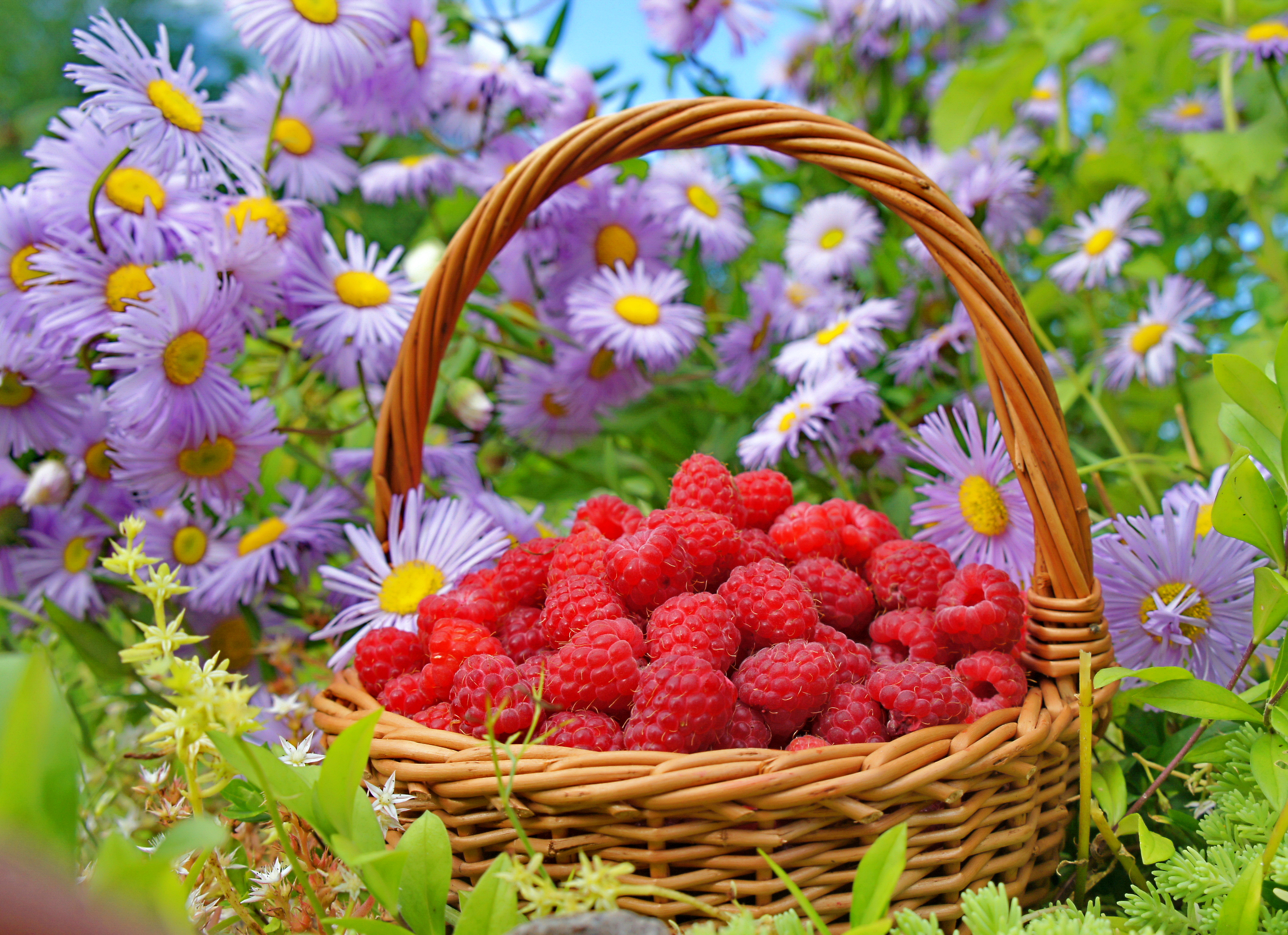 Теплого августовского дня. Красивое лето. Летние цветы. Красивые ягоды. Летняя природа.