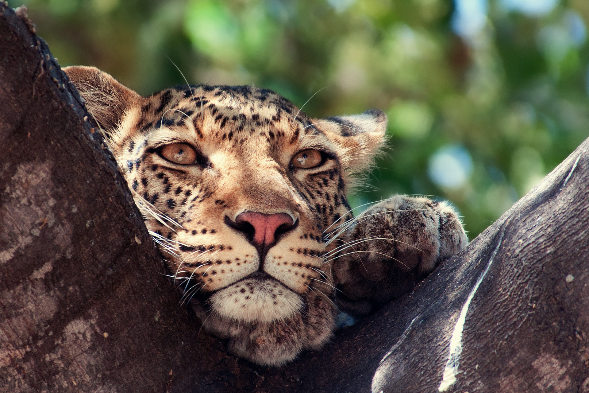 Леопард хищник взгляд скачать