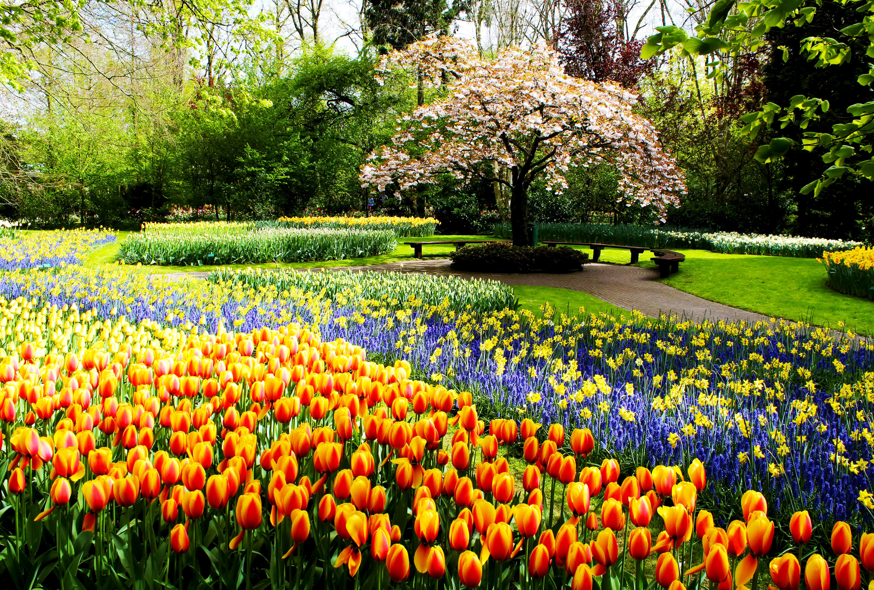 Keukenhof Gardens, Lisse, The Netherlands бесплатно