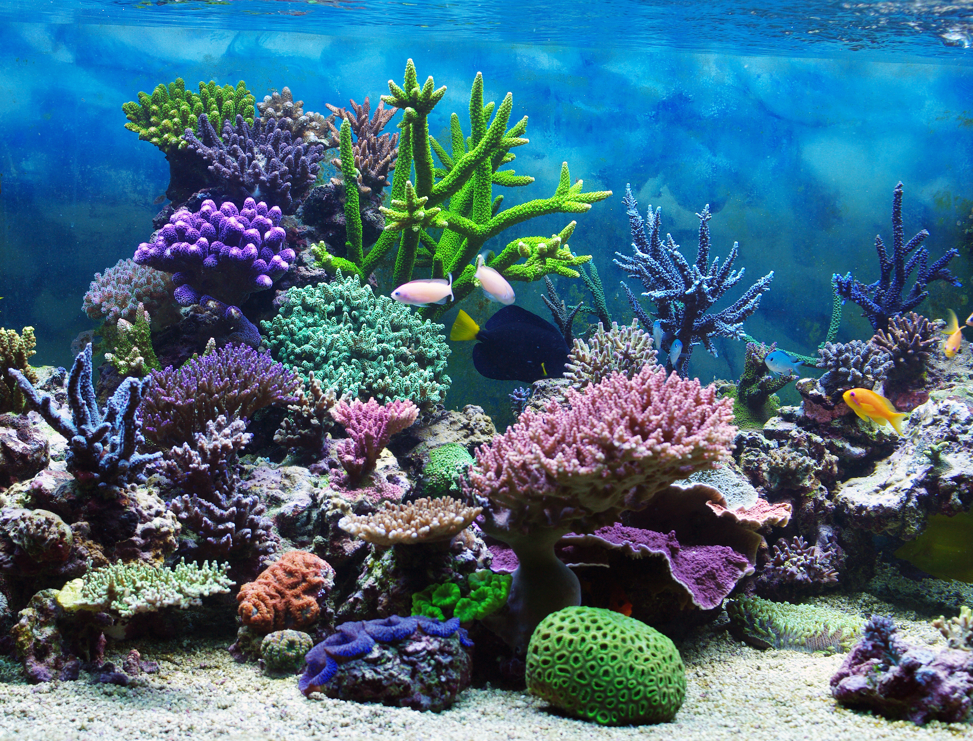 Красивые коралловые рифы. Коралловый риф кораллы. Подводный мир океана коралловый риф. Морской аквариум коралловый риф. Атлантический океан коралловый риф.