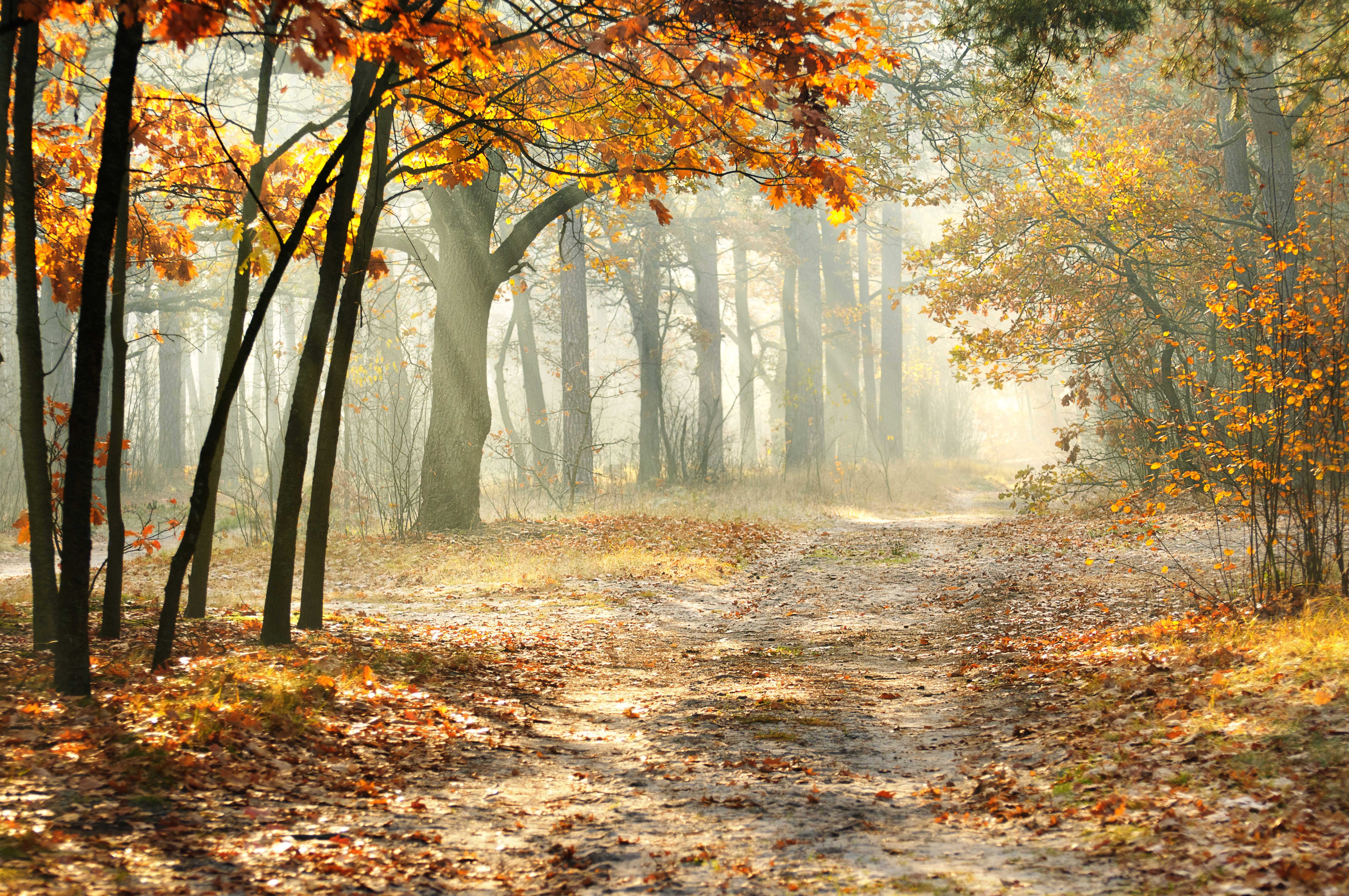 Картинки Листва тумане Осень Природа Деревья сезон года 8576x5696 лист Листья Туман тумана осенние дерево дерева деревьев Времена года