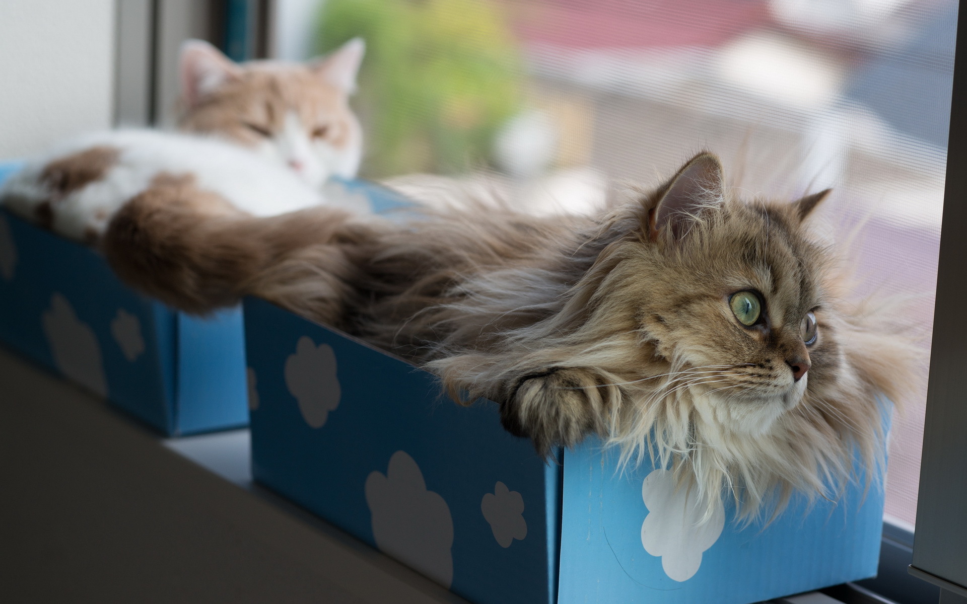 Котенок в коробке скачать