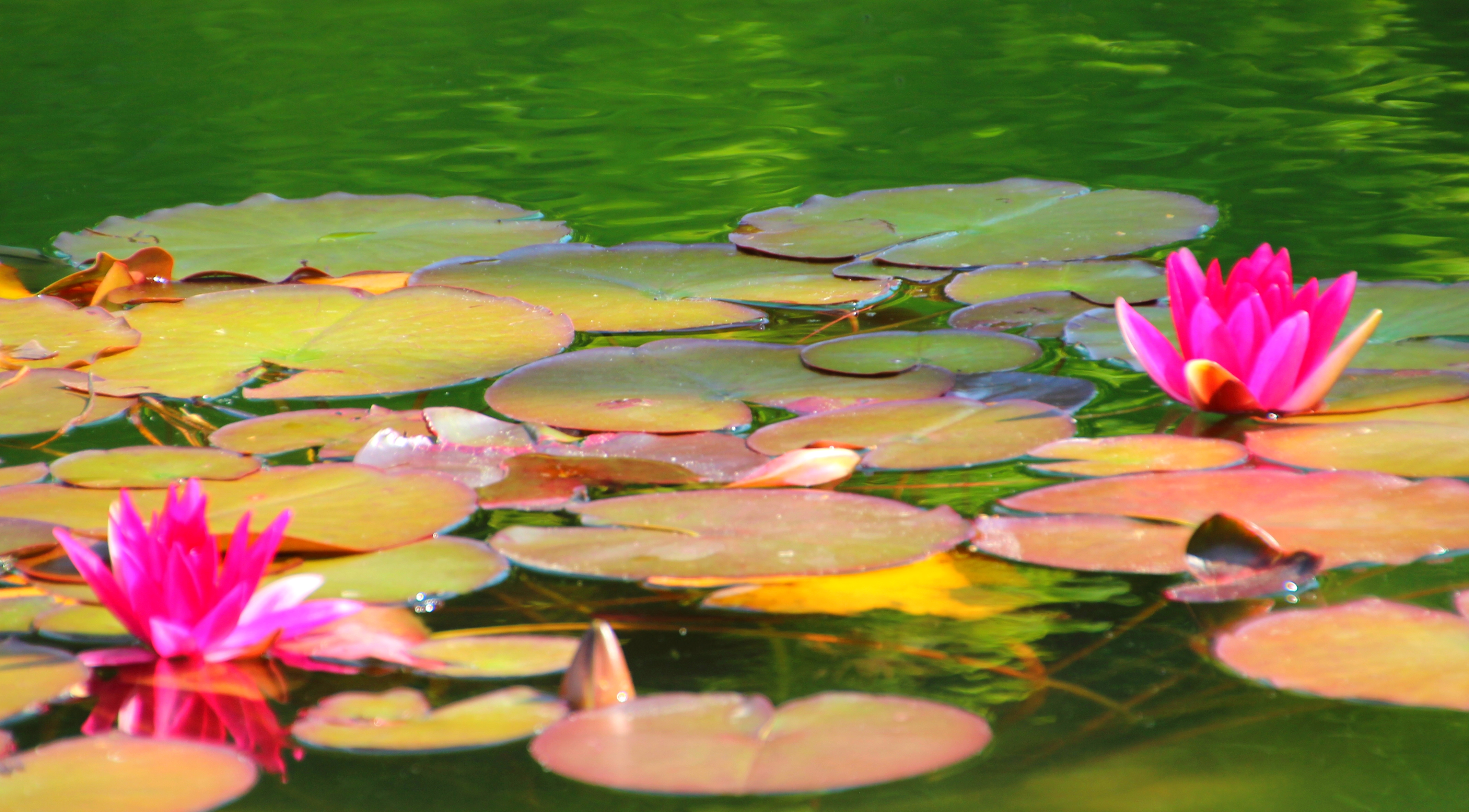 природа цветок вода Священный Лотос скачать