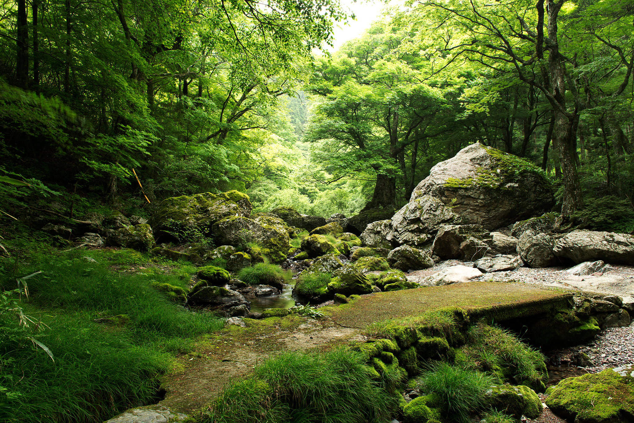 лес речка камни лето зелень бесплатно