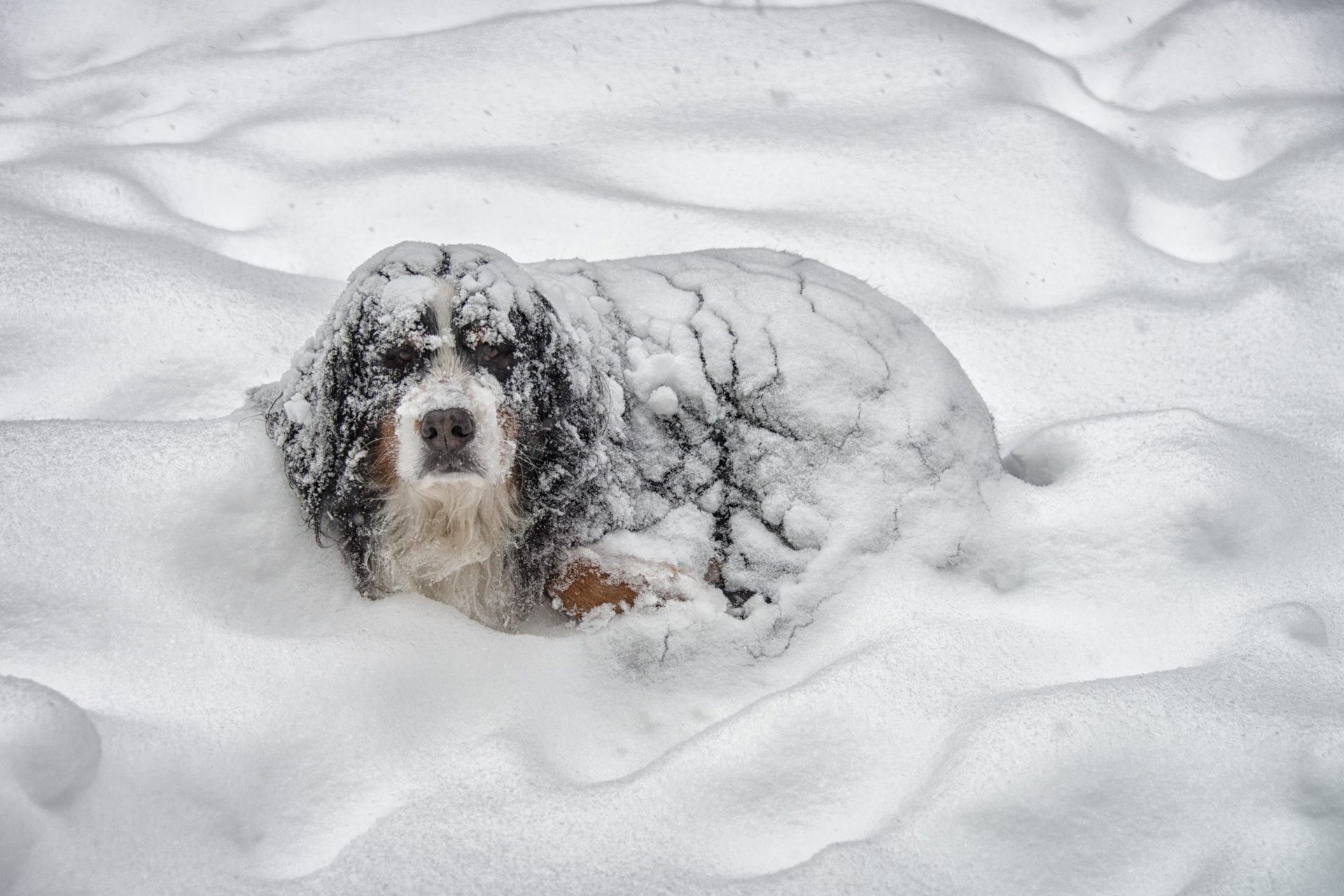 Замерзший сугроб. Собака в снегу. Собака в сугробе.