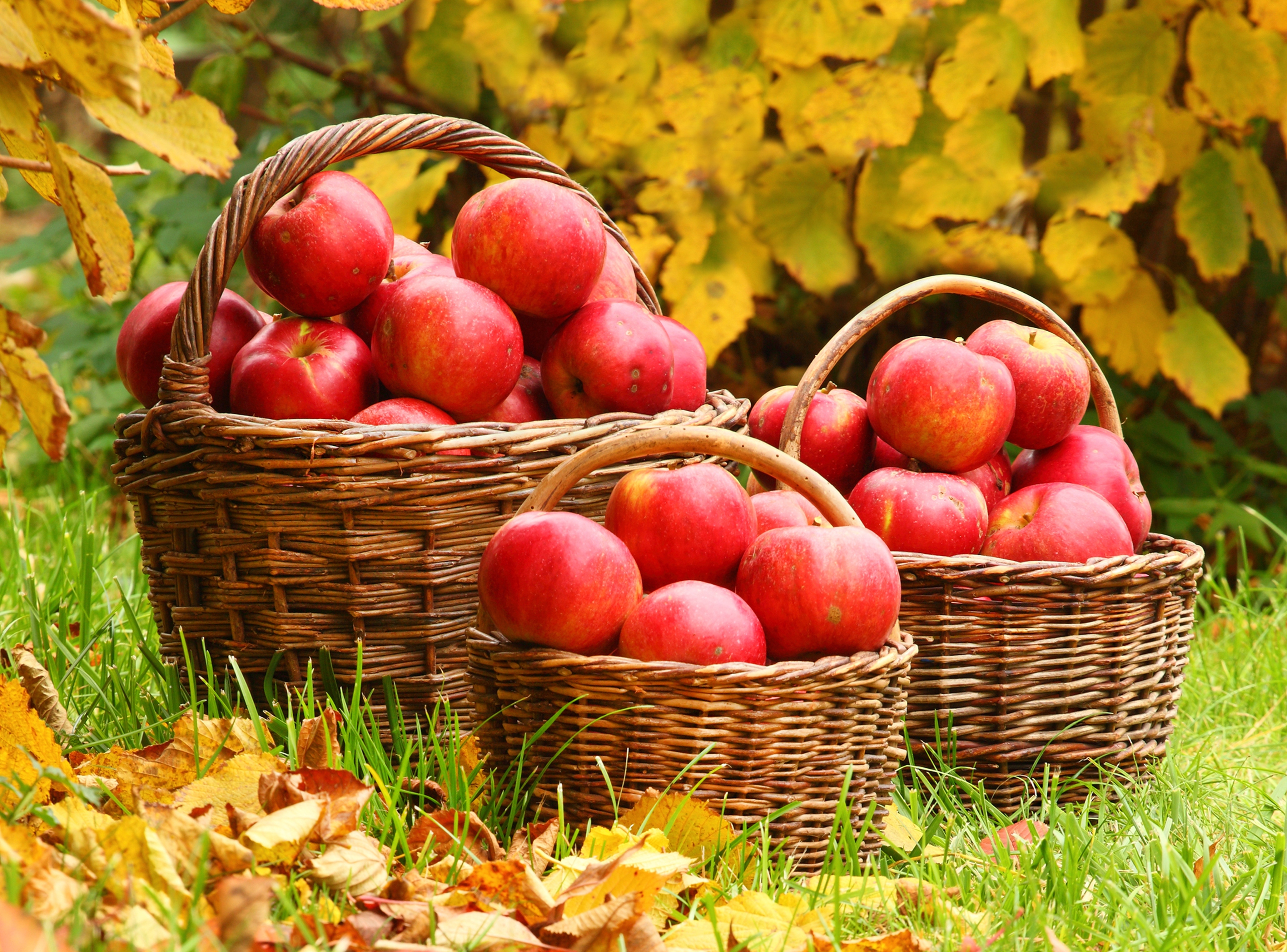 яблоки корзина очень листья скачать