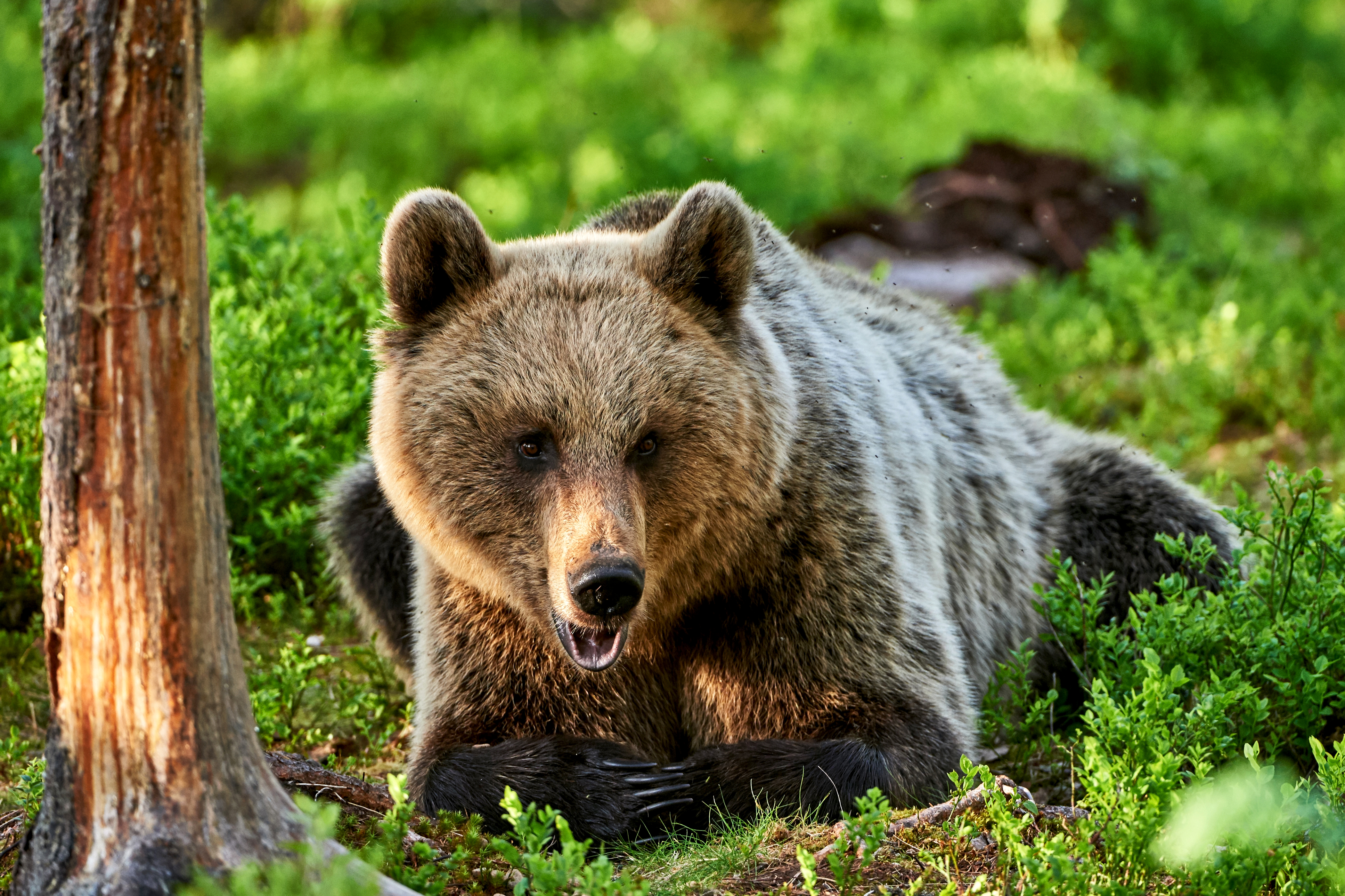 Опасные животные россии на английском. Бурый медведь. Животные бурый медведь. Бурый медведь в тайге. Бурый медведь леса России.