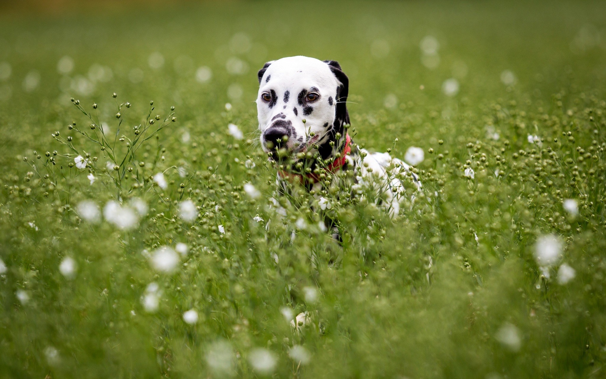 Картинка Далматин собака Трава животное Далматинец далматинца далматинцев Собаки траве Животные