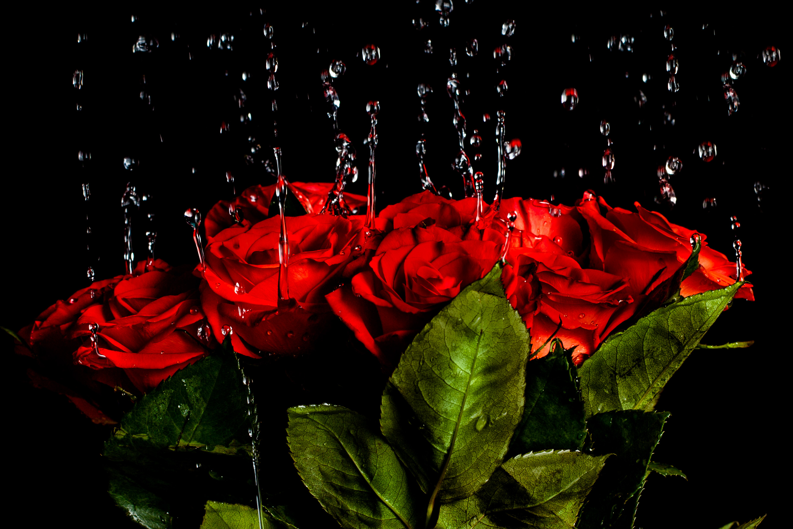Роза с каплями воды