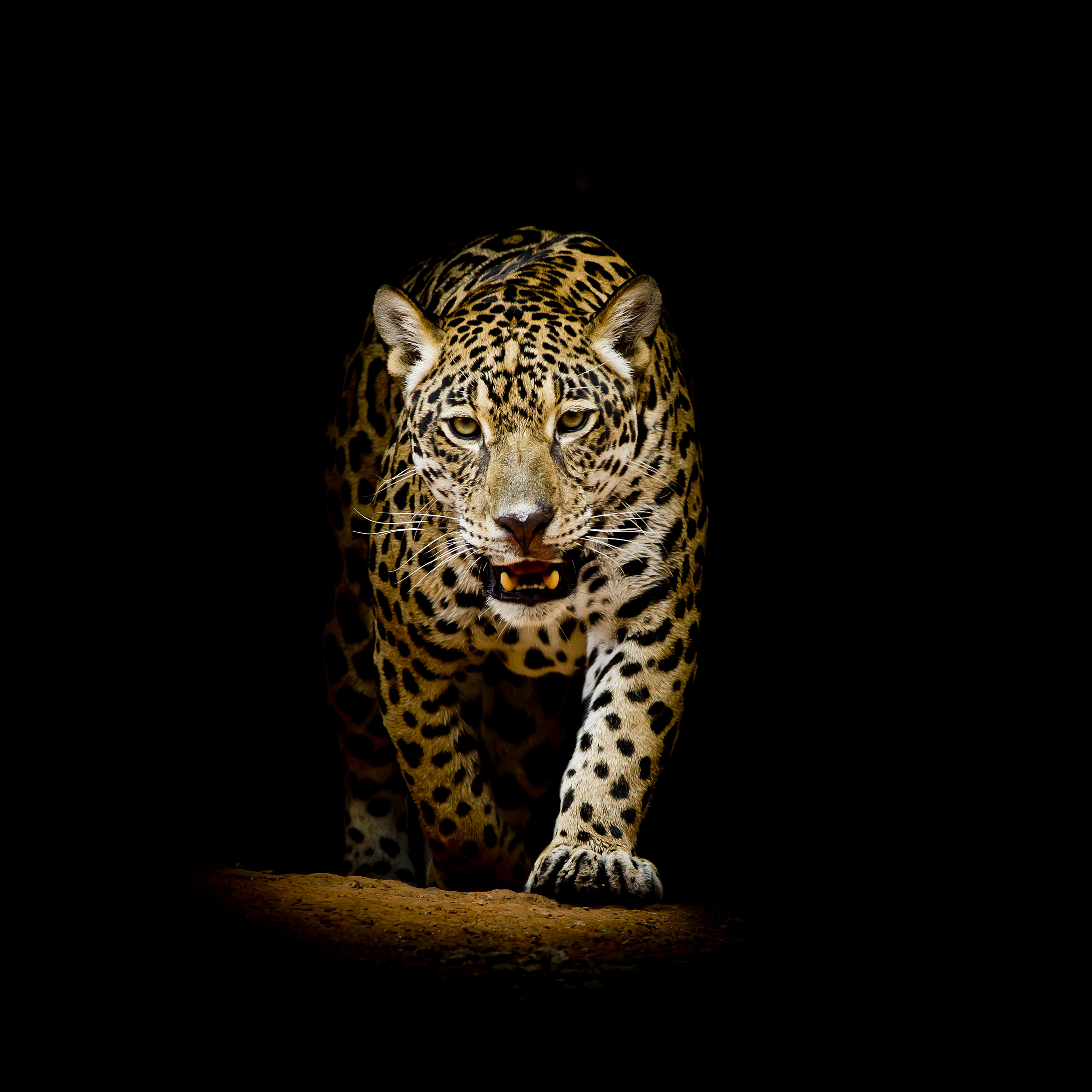 черный фон животное леопард бесплатно