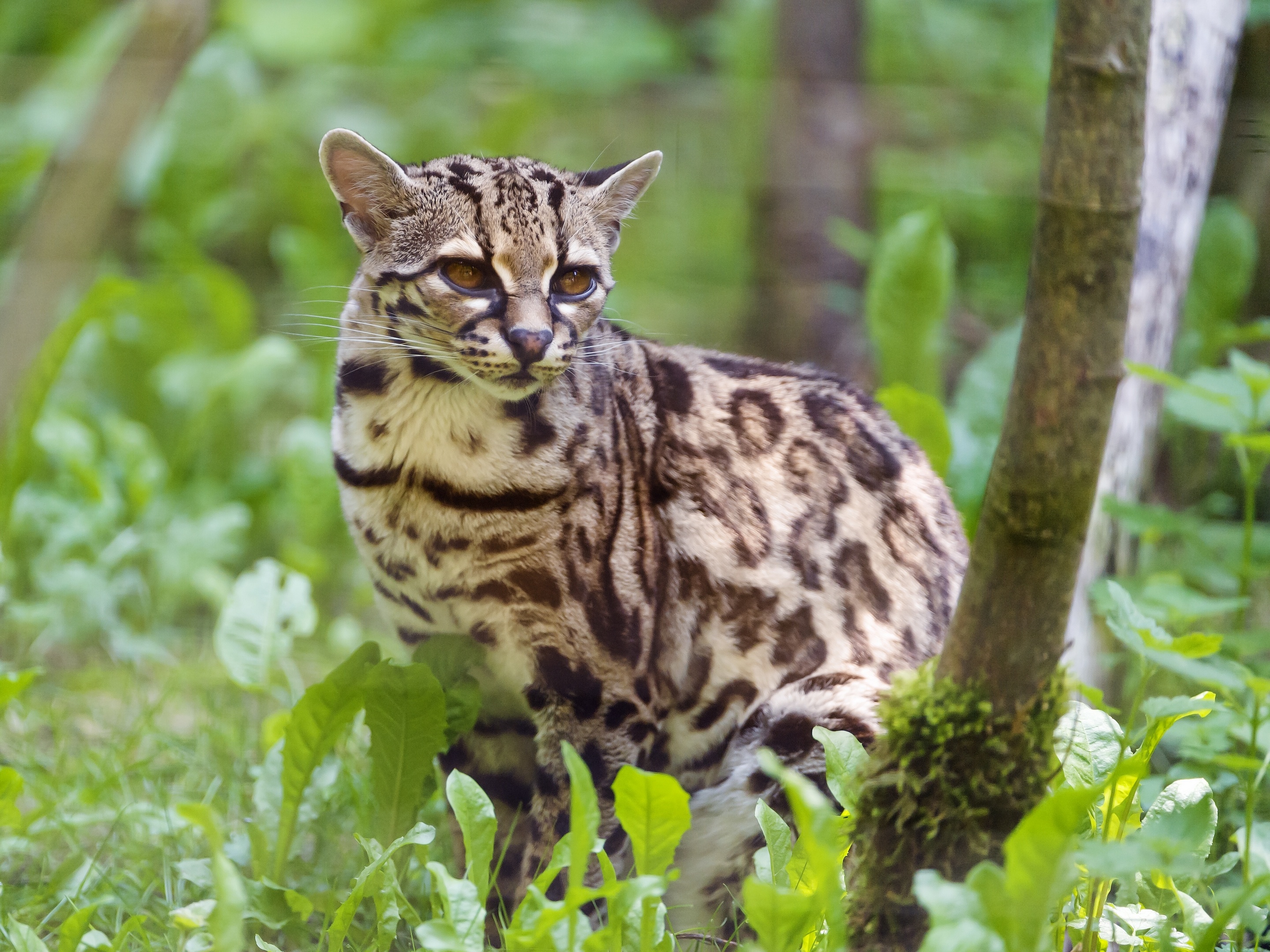 Крупные виды животных. Оцелот, онцилла, Маргай. Леопард онцилла. Пятнистый Лесной кот Оцелот. Оцелот (leopardus pardalis).
