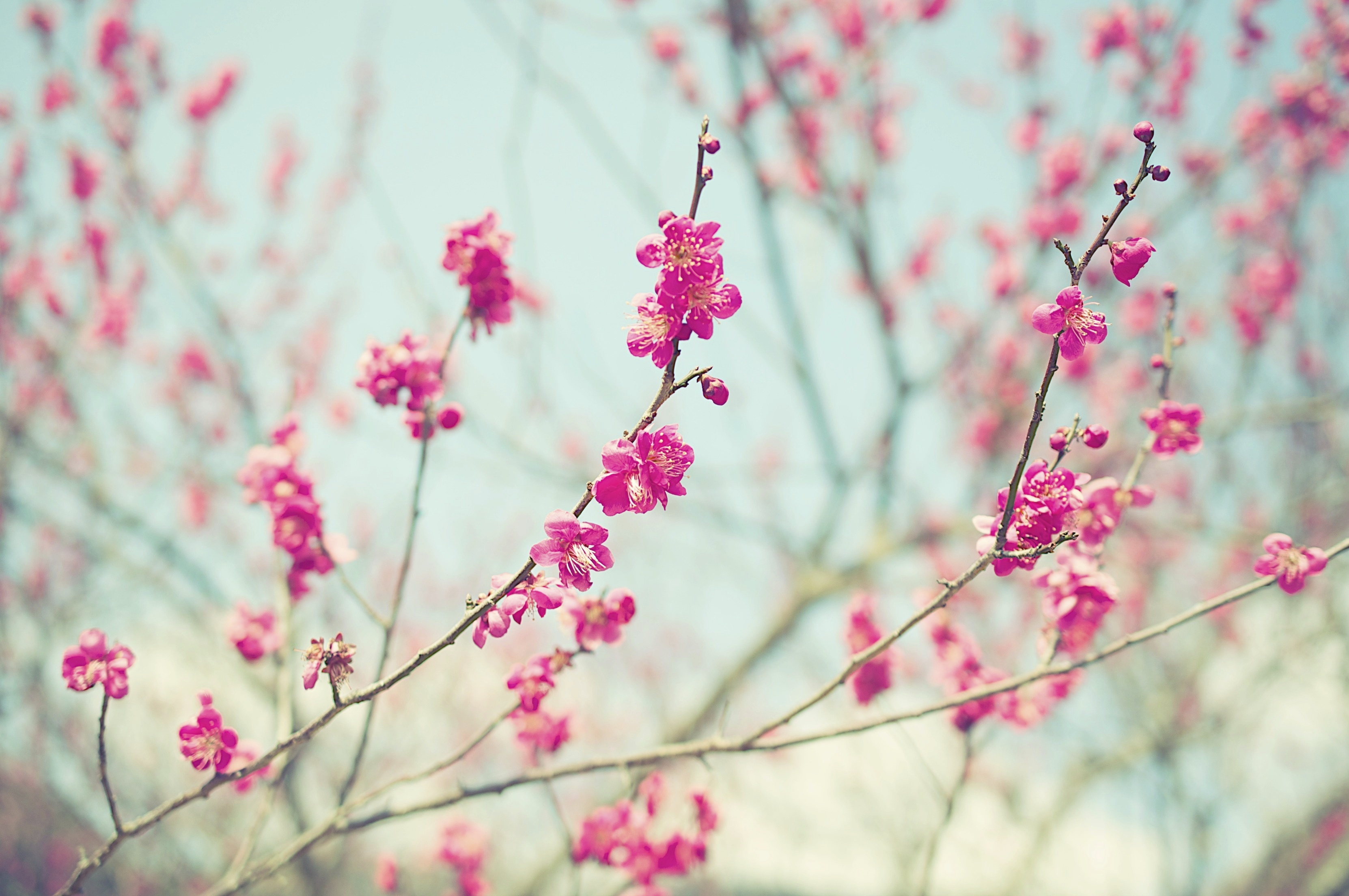 Розовый цветок без листьев. Багульник цветет. Мелкие розовые цветочки. Нежные весенние цветы.