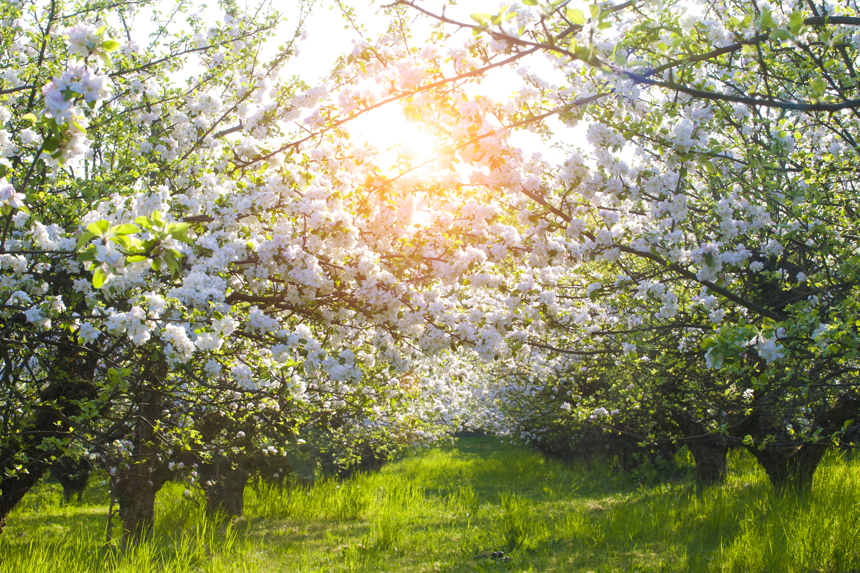 Картинка май природа. Ясная Поляна цветение яблонь. Майский Цветущий Яблоневый сад. Цветущий Яблоневый сад весной. Яблоневый сад Балашиха.
