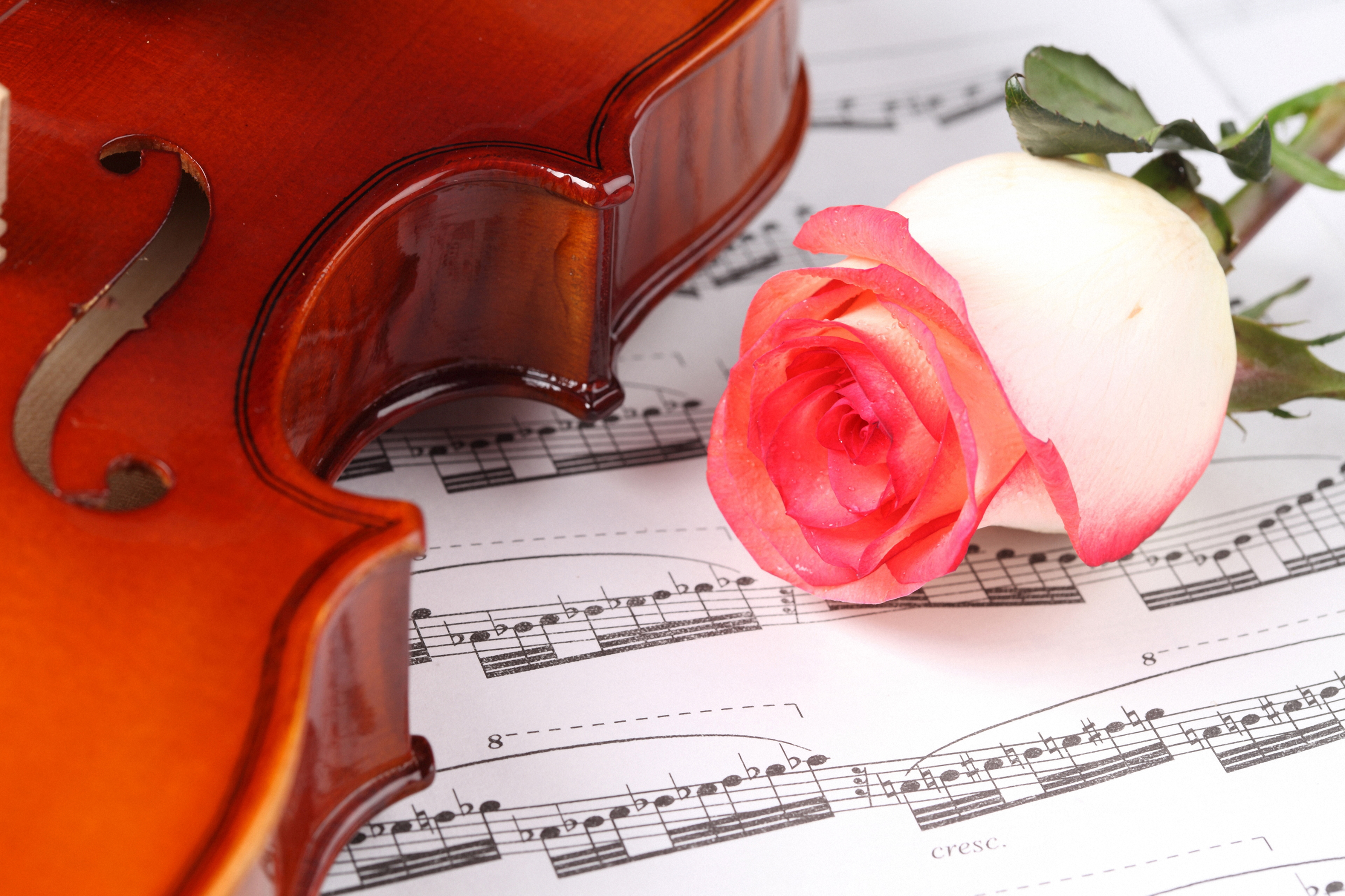 Музыкальная на каждый день. Музыкальные инструменты и цветы. Розы и музыкальные инструменты. Скрипка и цветы. Музыкальные картинки.