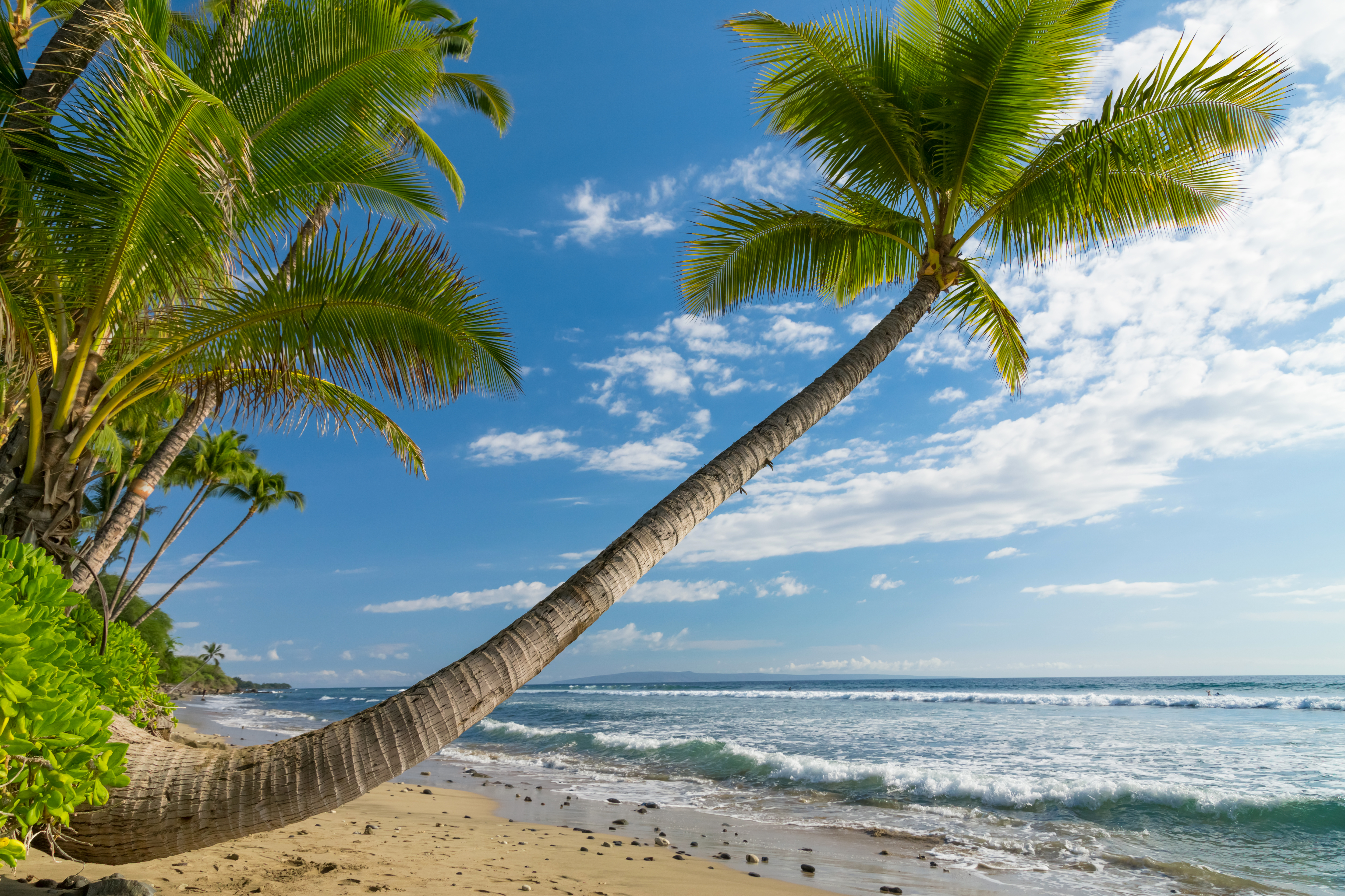 природа море пальма горизонт деревья берег бесплатно