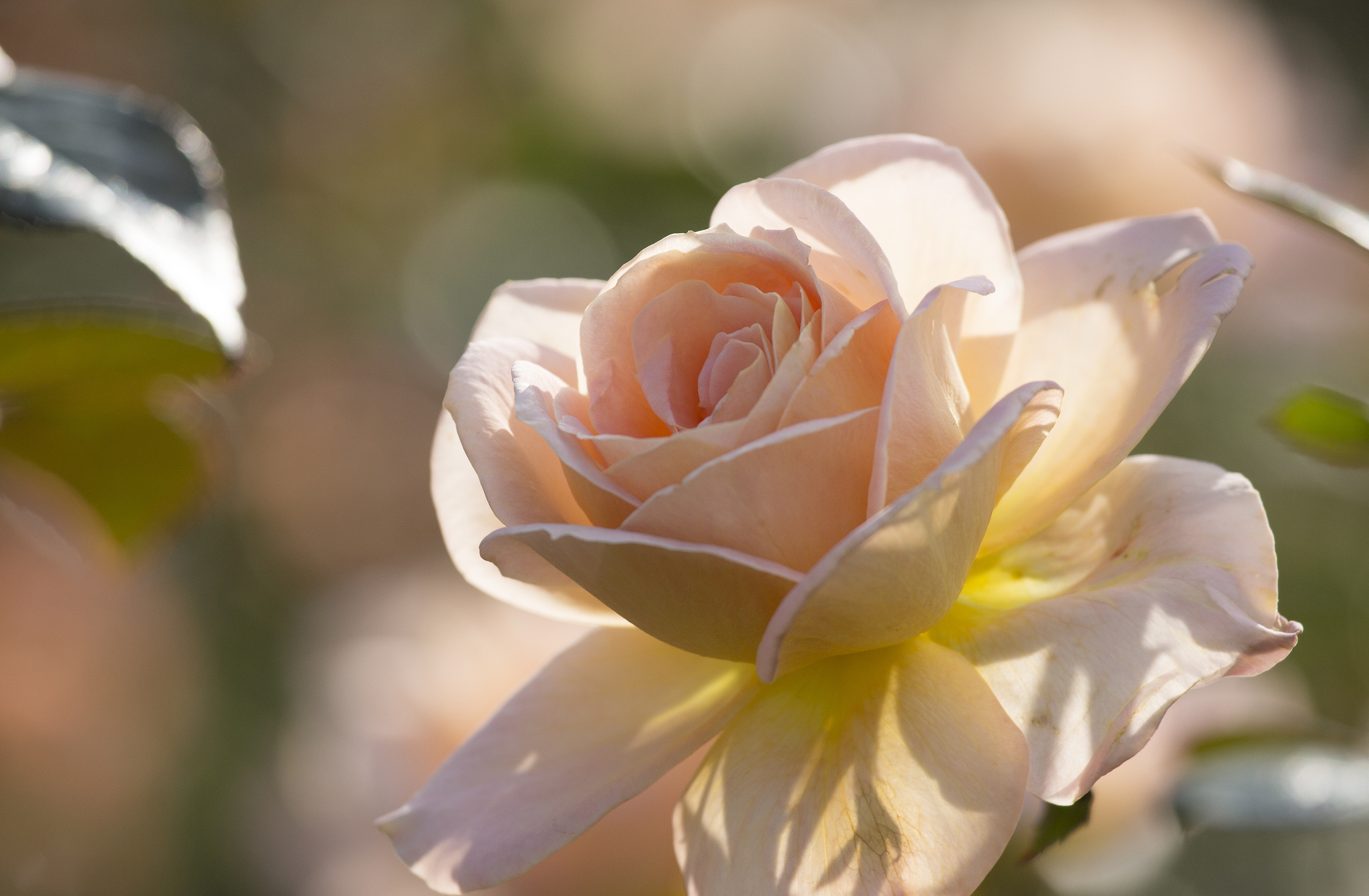 Только показались первые нежно белые головки. Нежные розы. Цветы в лучах солнца. Крупные цветы. Розы светлые.